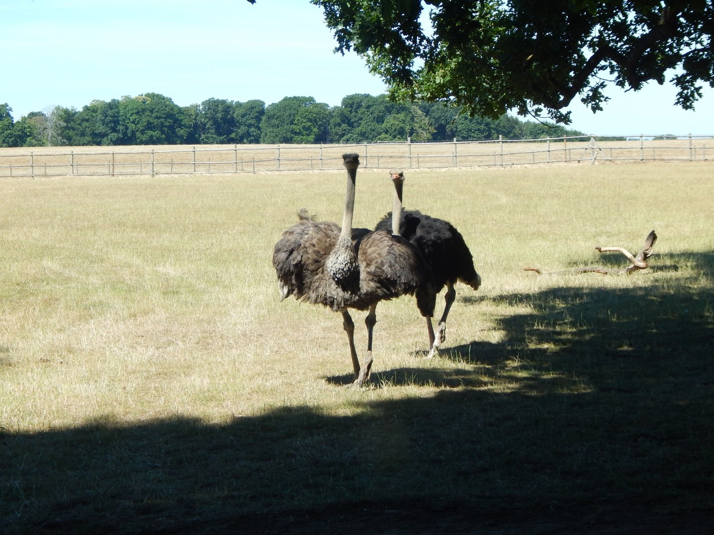 Common ostriches 110722