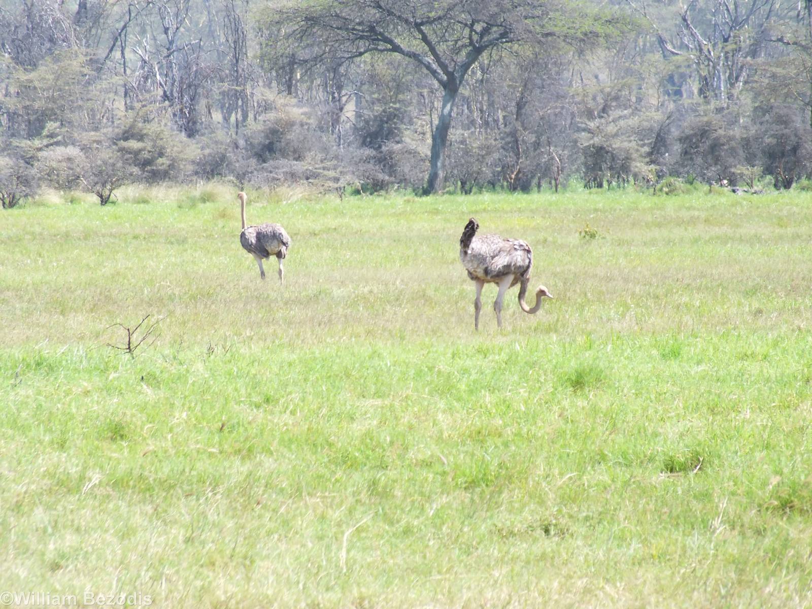 Common Ostriches - Lake Nakuru