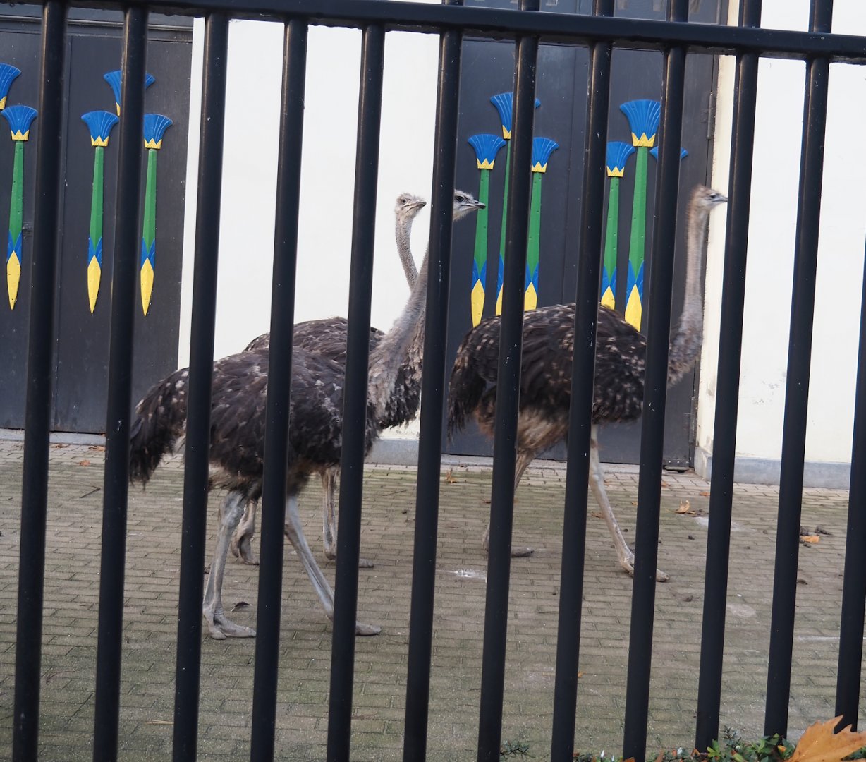 Common ostriches (Struthio camelus) by the Egyptian Temple, 2025-11-30