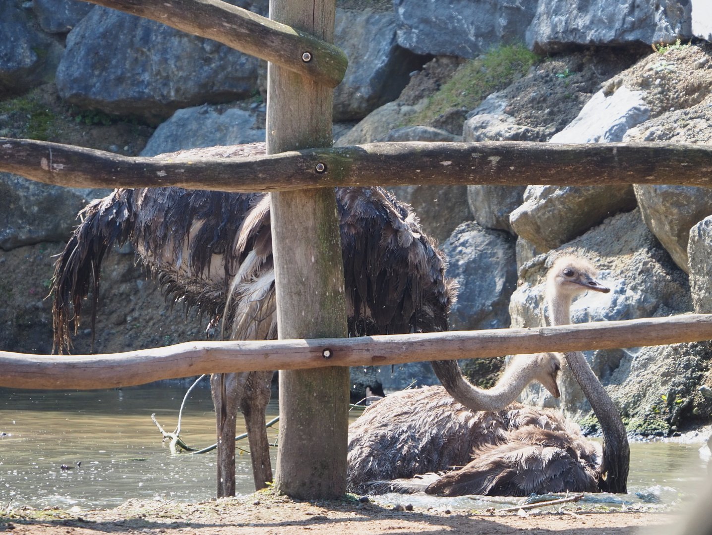 Common ostriches (Struthio camelus) in muddy pool, 2021-09-02