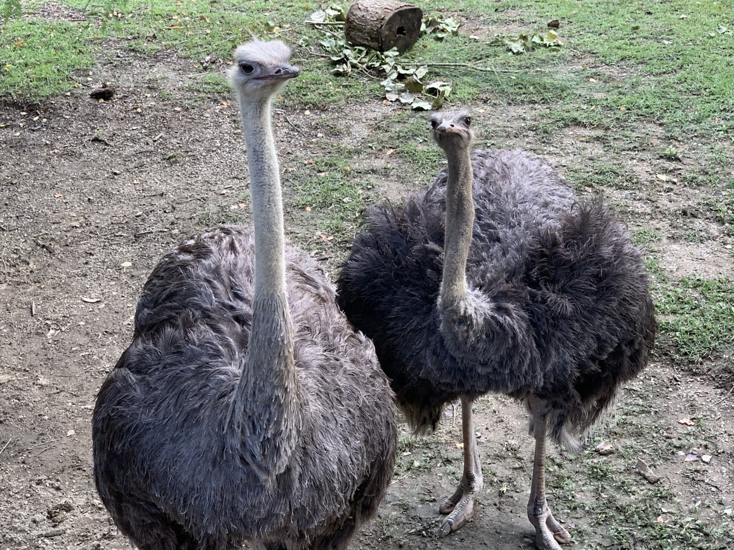 Common Ostriches (Struthio camelus)
