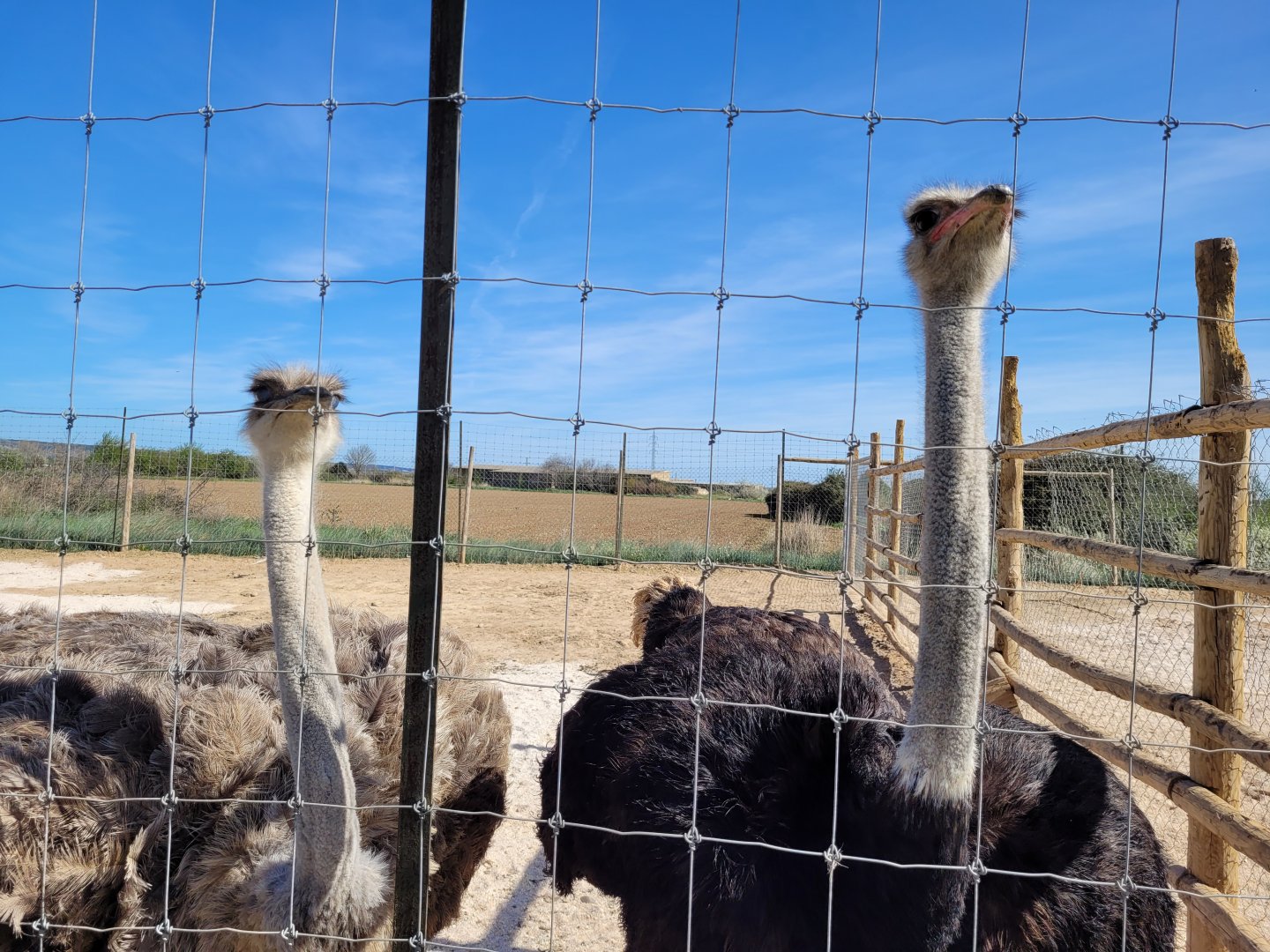 Common ostriches-Tierra Rapaz (2024)