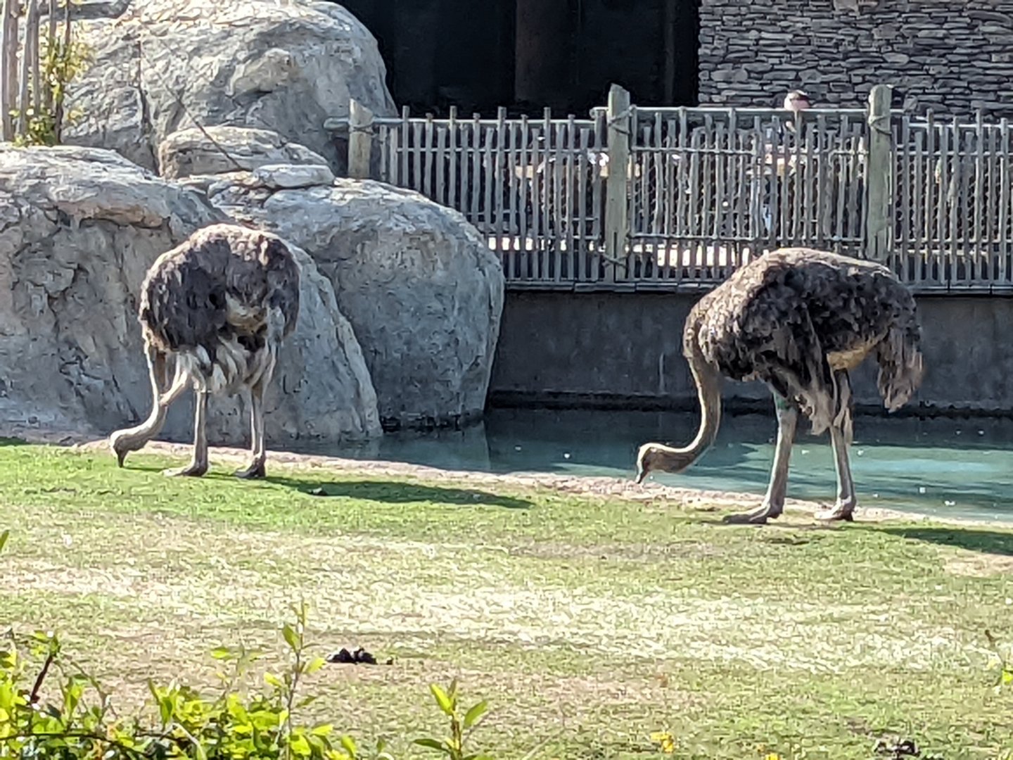 Common Ostriches