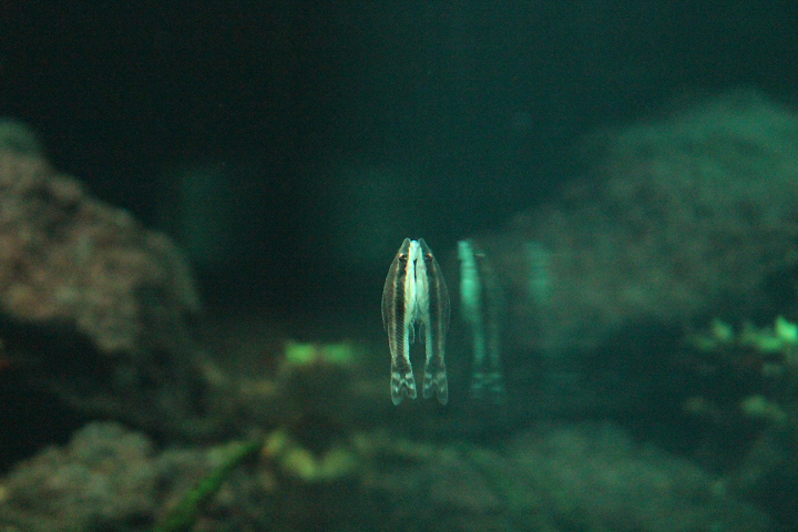Common otocinclus (Otocinclus vittatus)