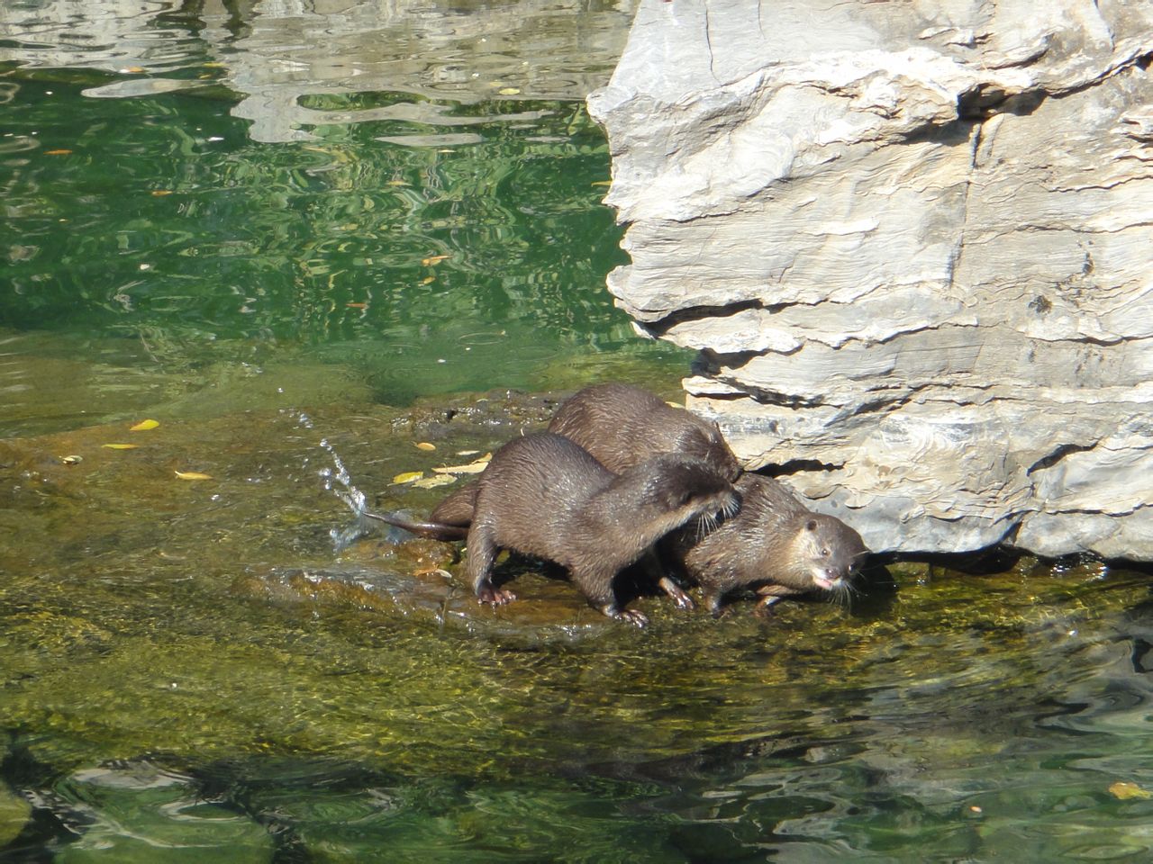 Common otter (Lutra lutra) Xin Xing and his partners 2013-10-26