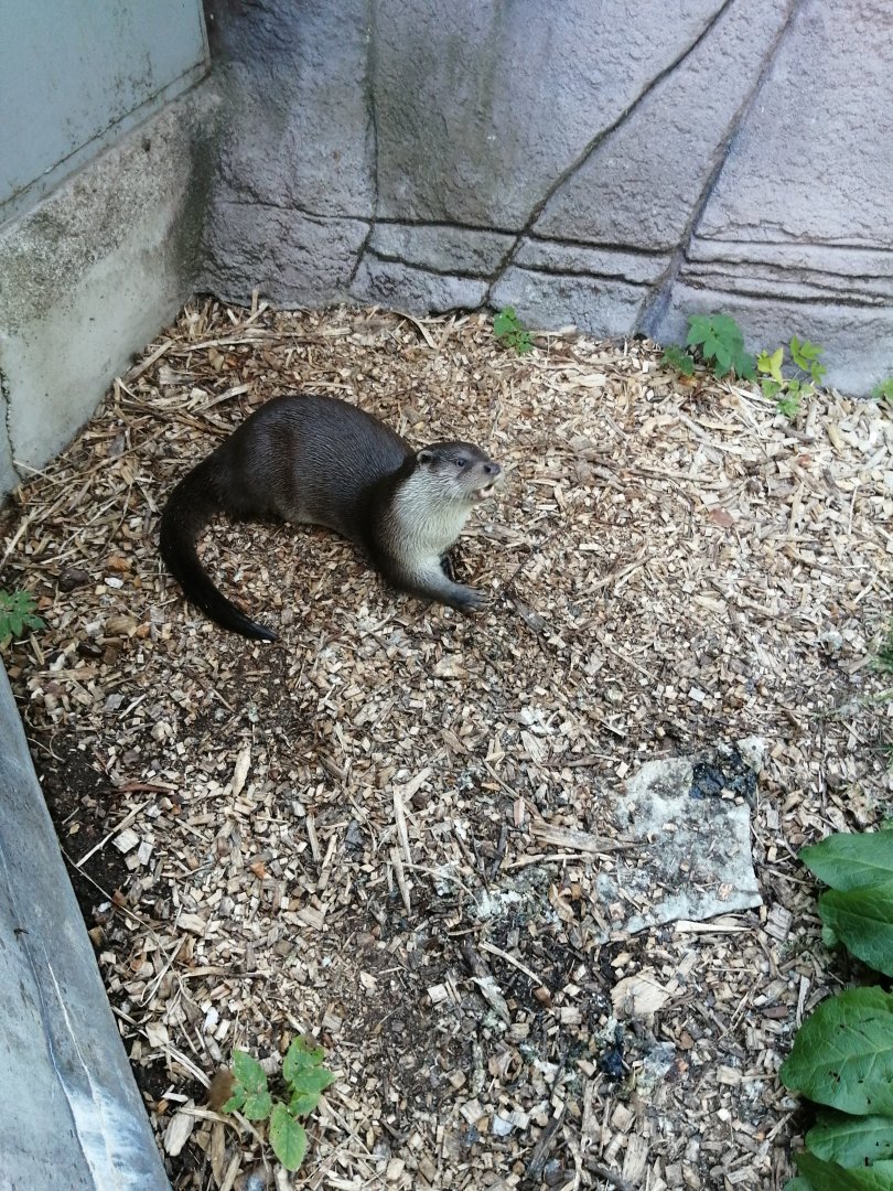 Common otter (Lutra lutra)