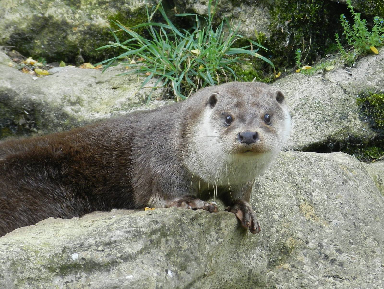 Common Otter