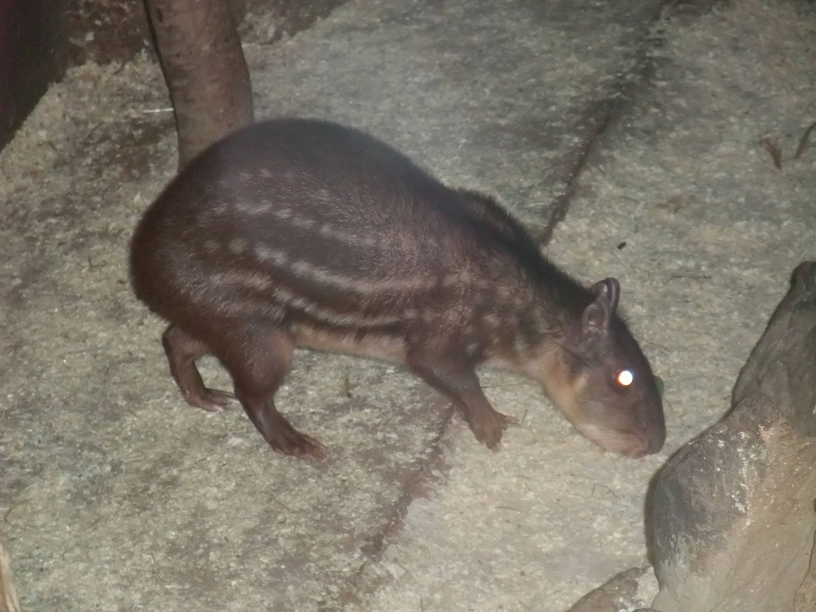 Common Paca at Newquay Zoo 11/04/09