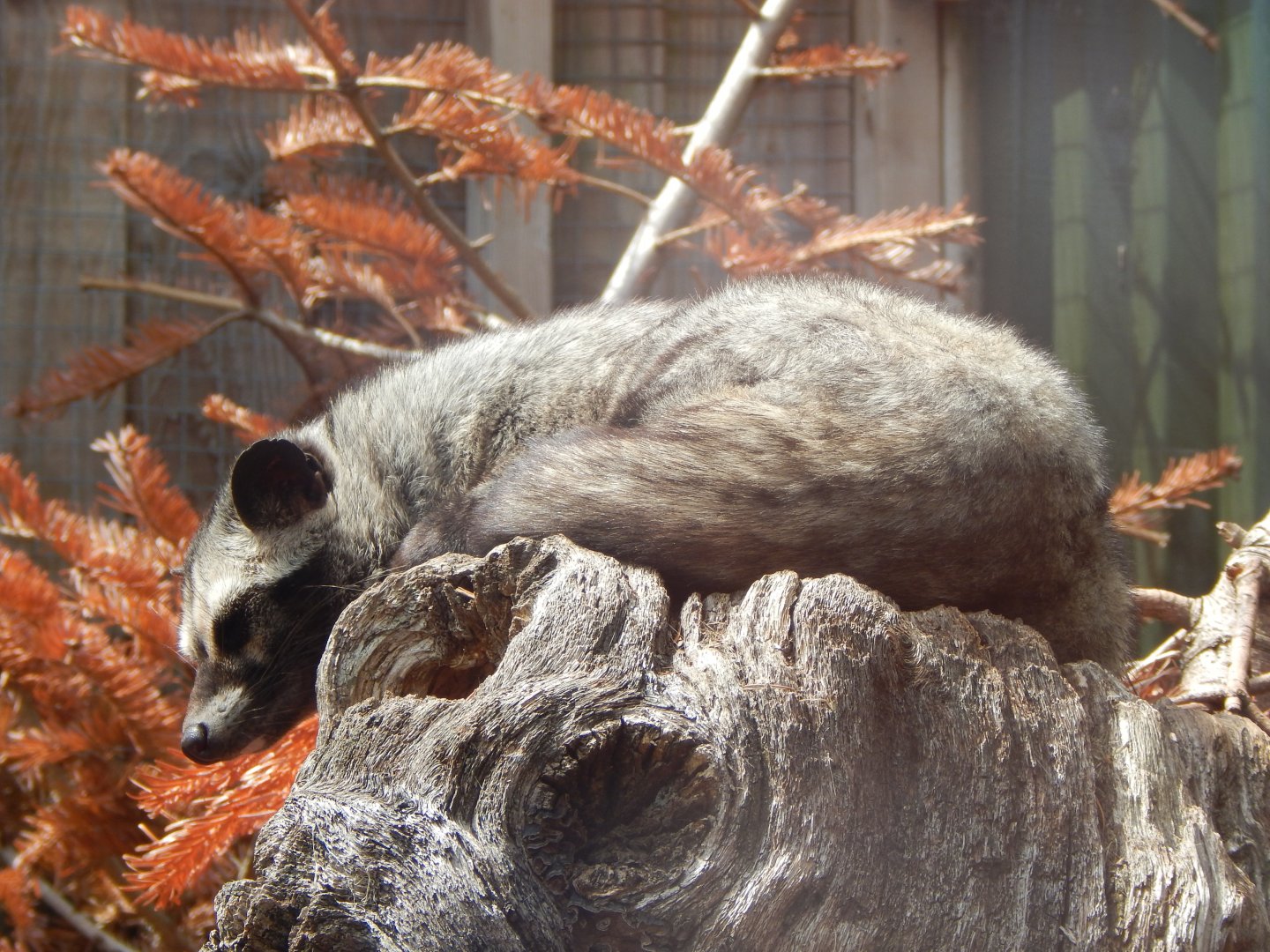 Common palm civet 060625