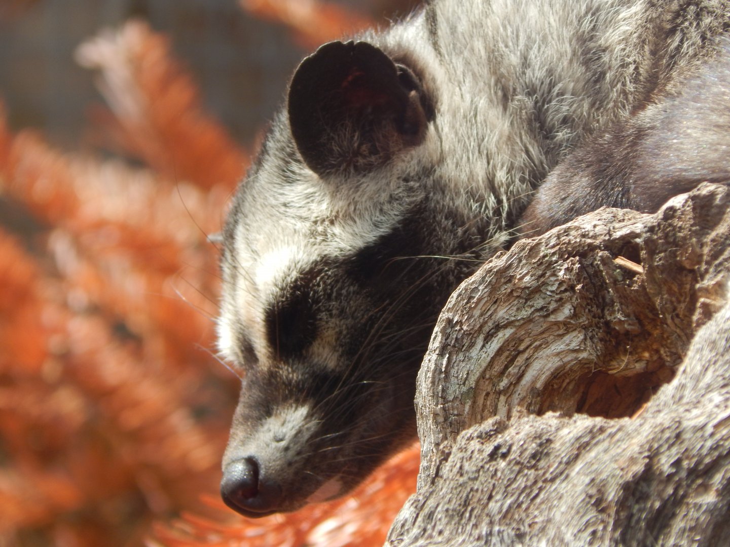 Common palm civet 060625