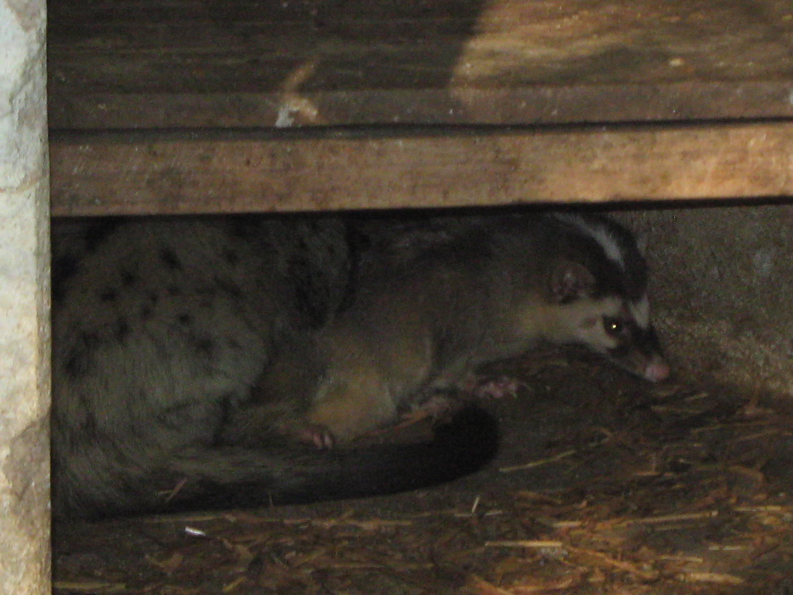 Common Palm Civet and Burmese Ferret Badger