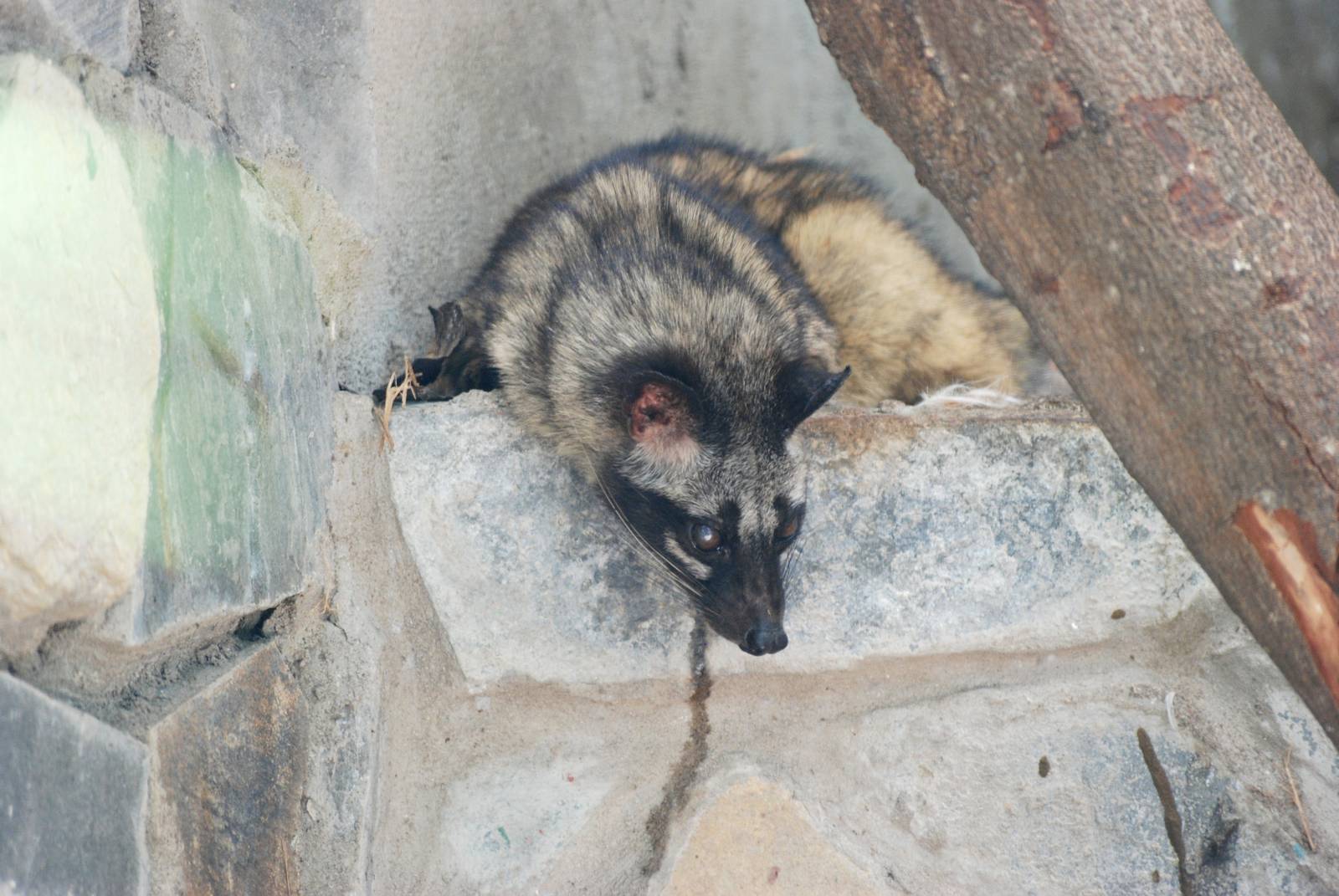 Common Palm Civet at Saigon Zoo, 16/03/12