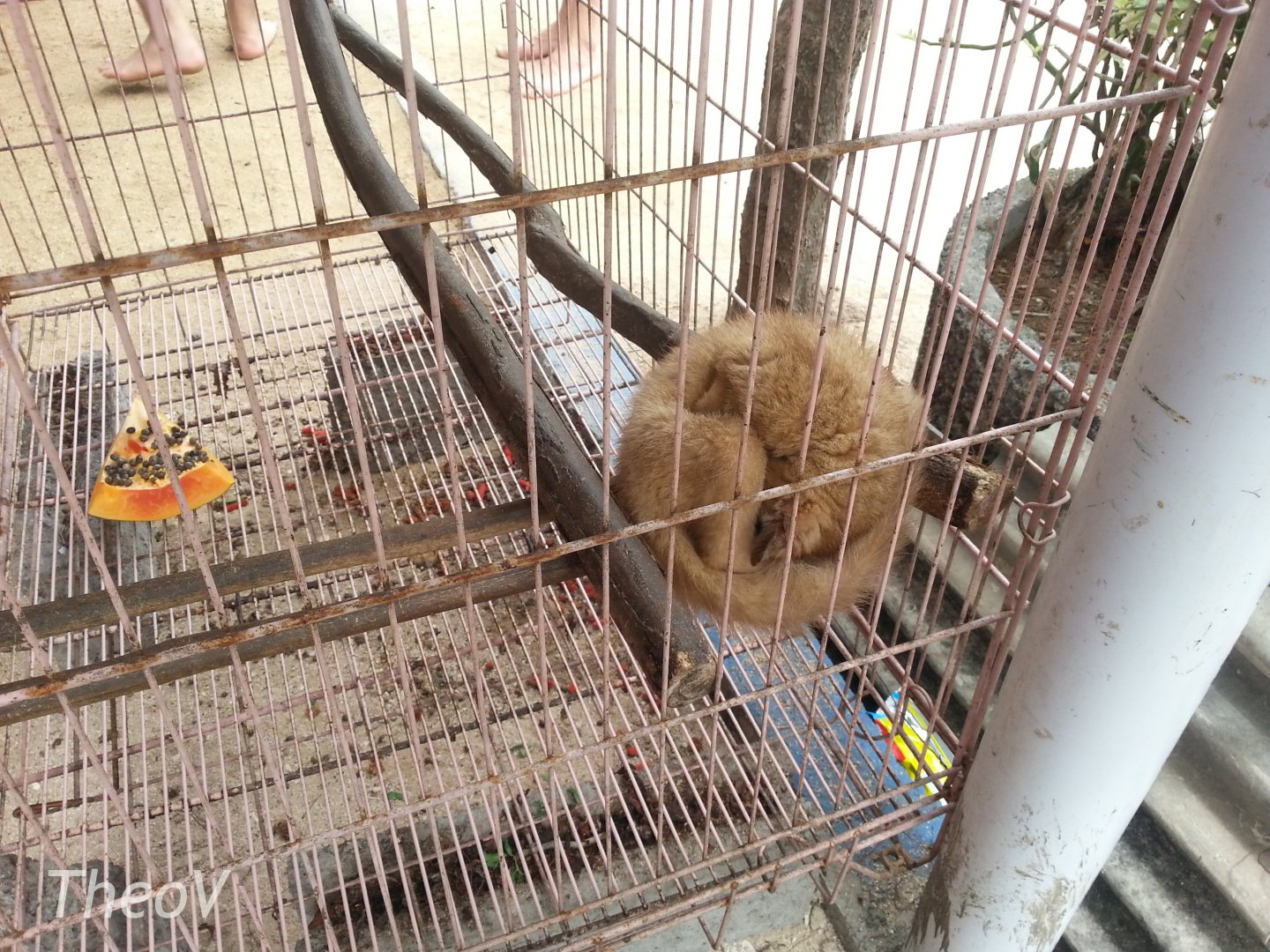 Common palm civet - Bali Turtle Conservation Farm [2014]