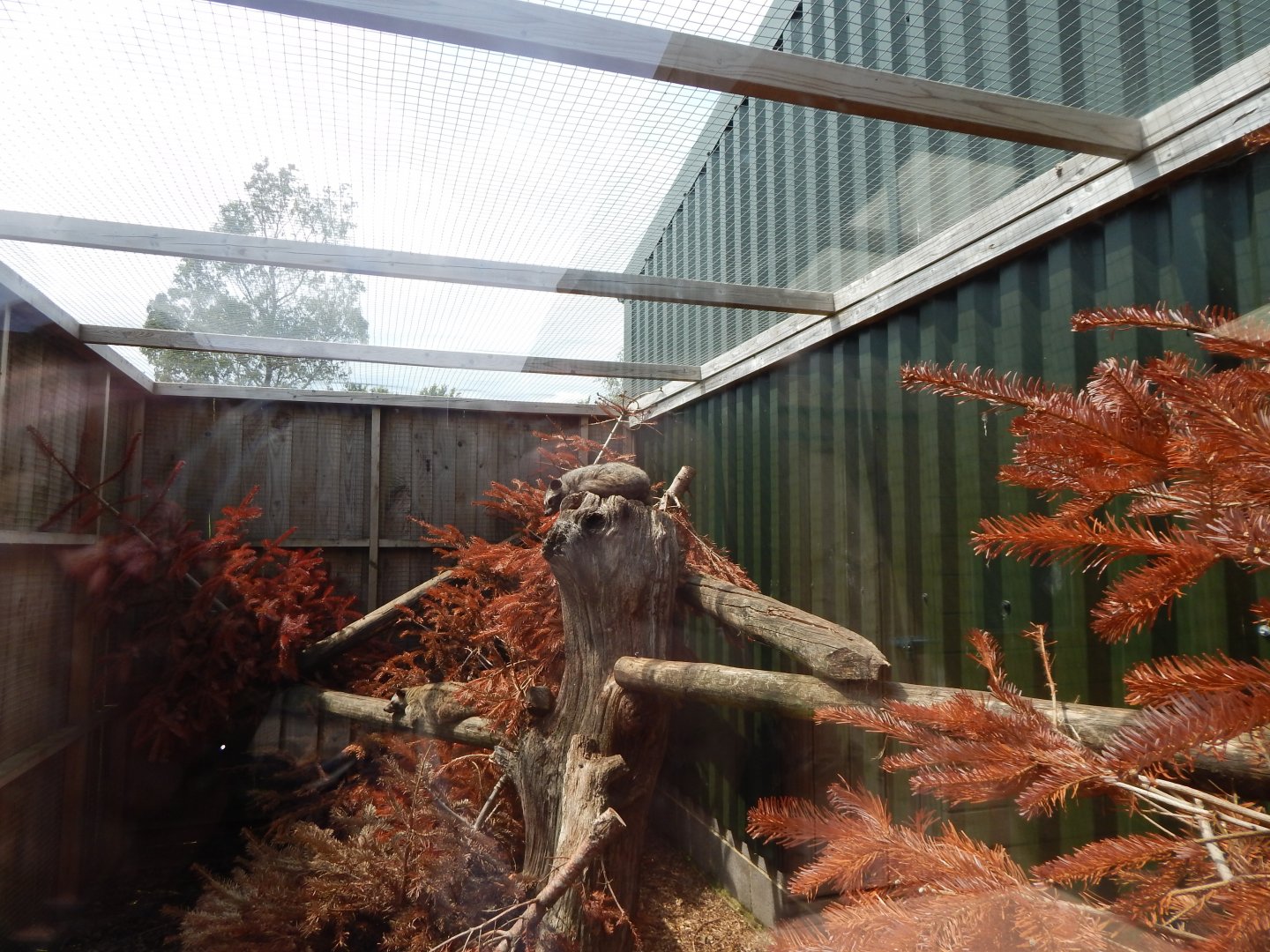 Common palm civet enclosure 060625