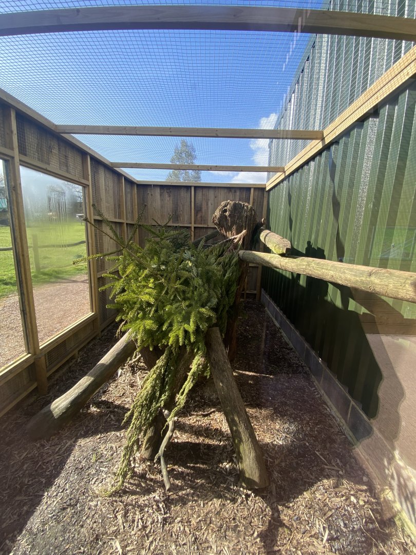 Common palm civet enclosure 250222