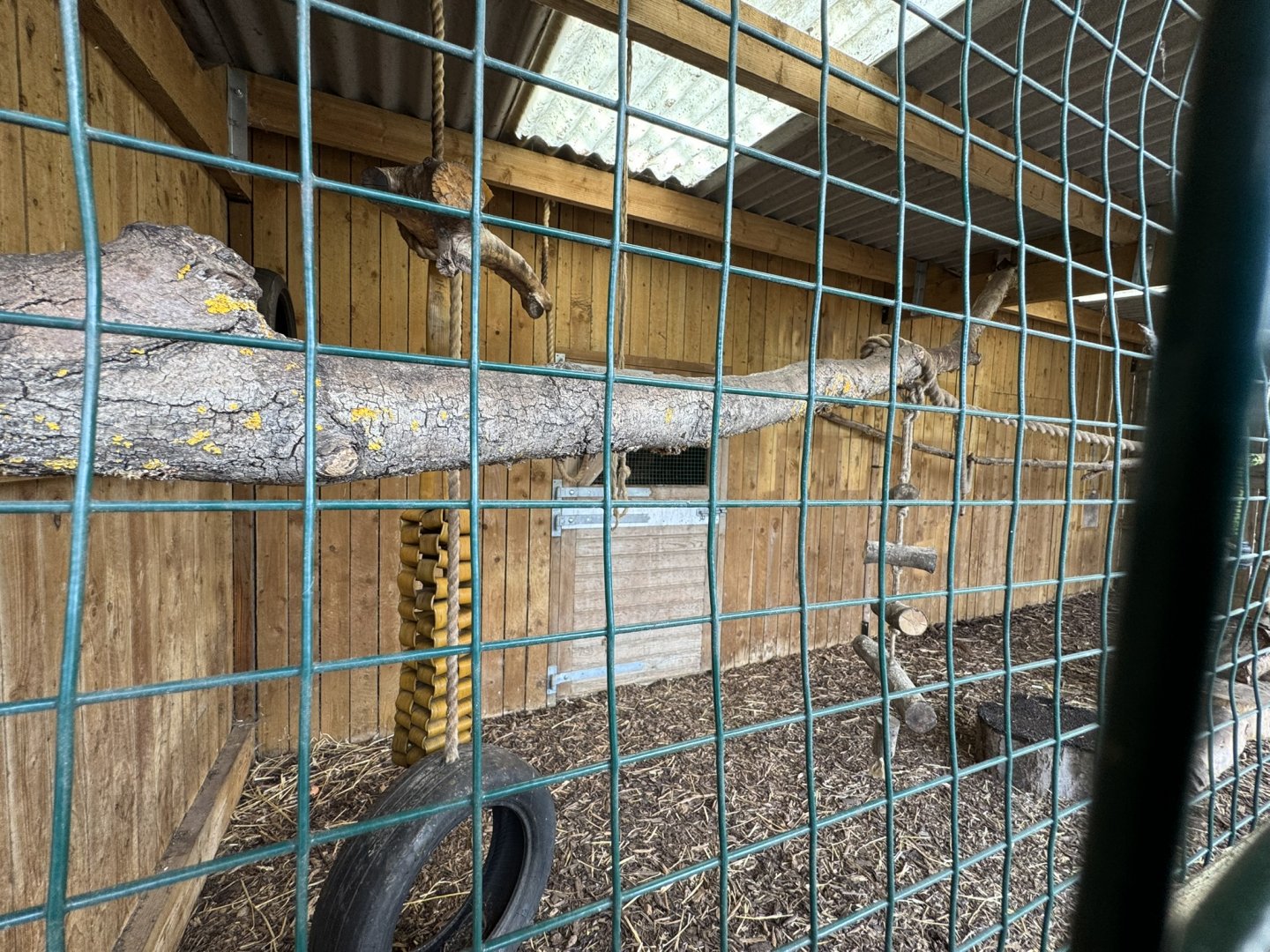 Common Palm Civet Enclosure at Wentworth Garden Centre (May 2025)