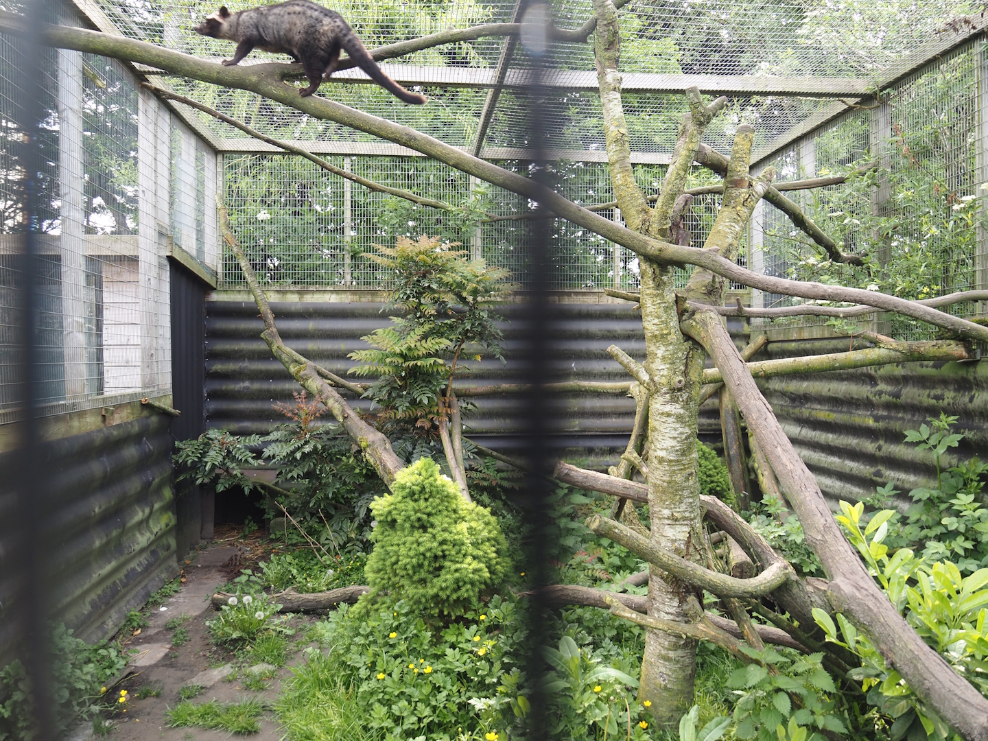 Common palm civet exhibit, 2024-05-11