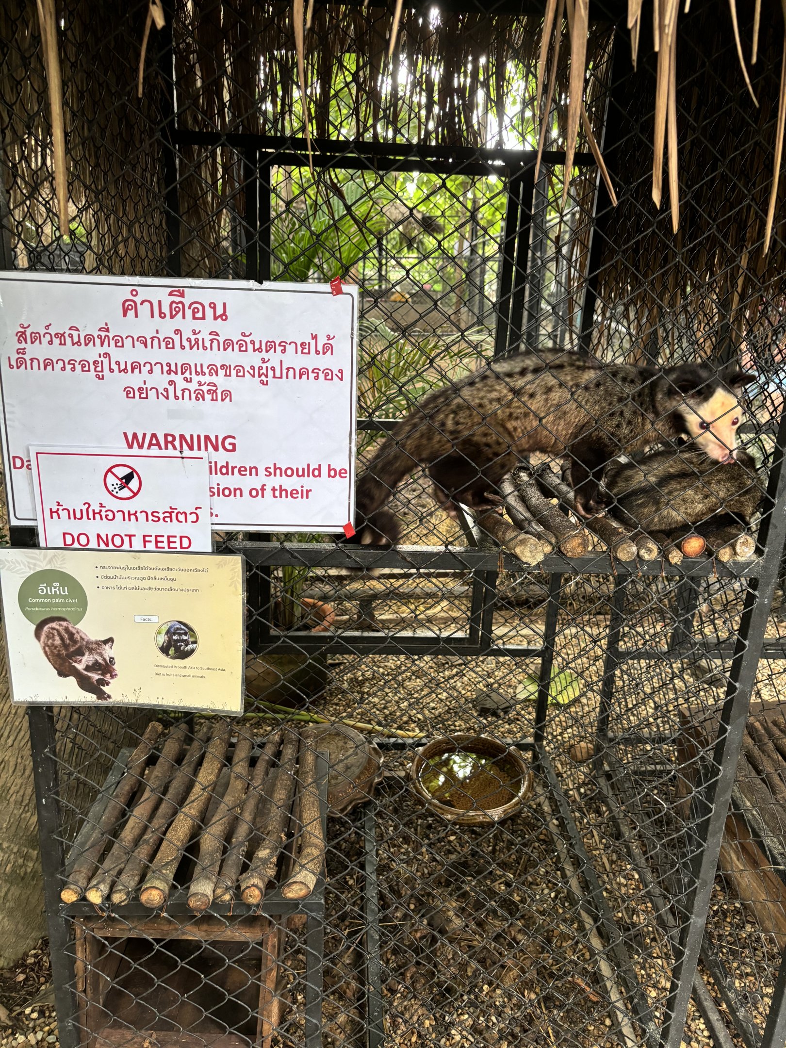 Common Palm Civet Exhibit - Lanna Mini Zoo