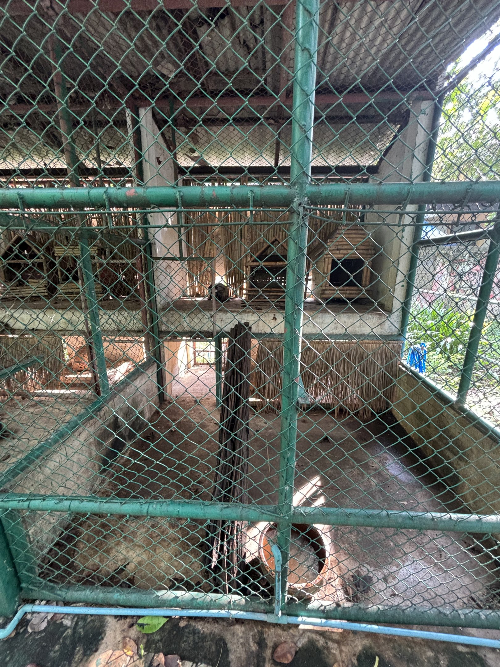 Common Palm Civet Exhibit - Lopburi Zoo