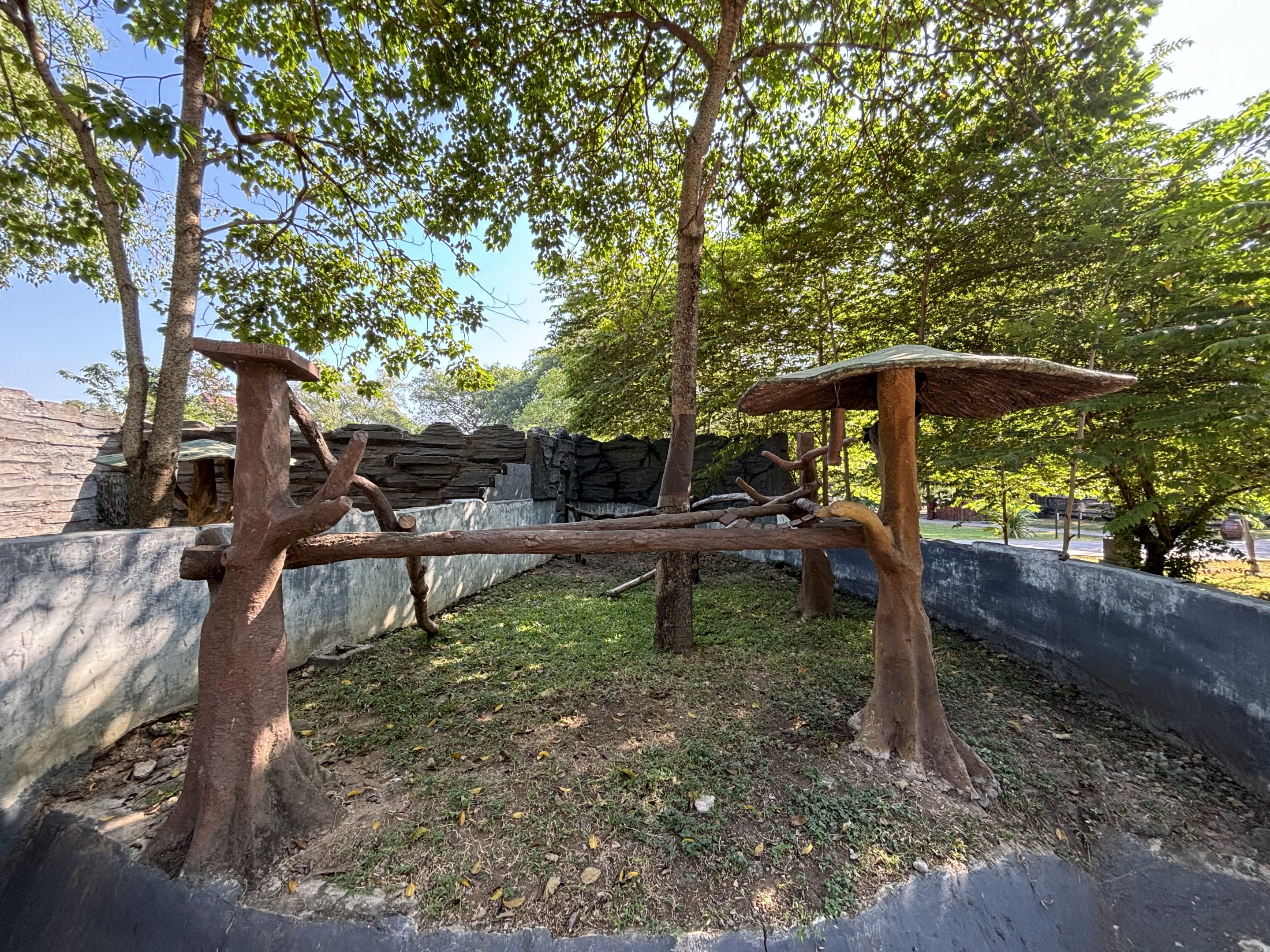 Common Palm Civet Exhibit - Solo Safari