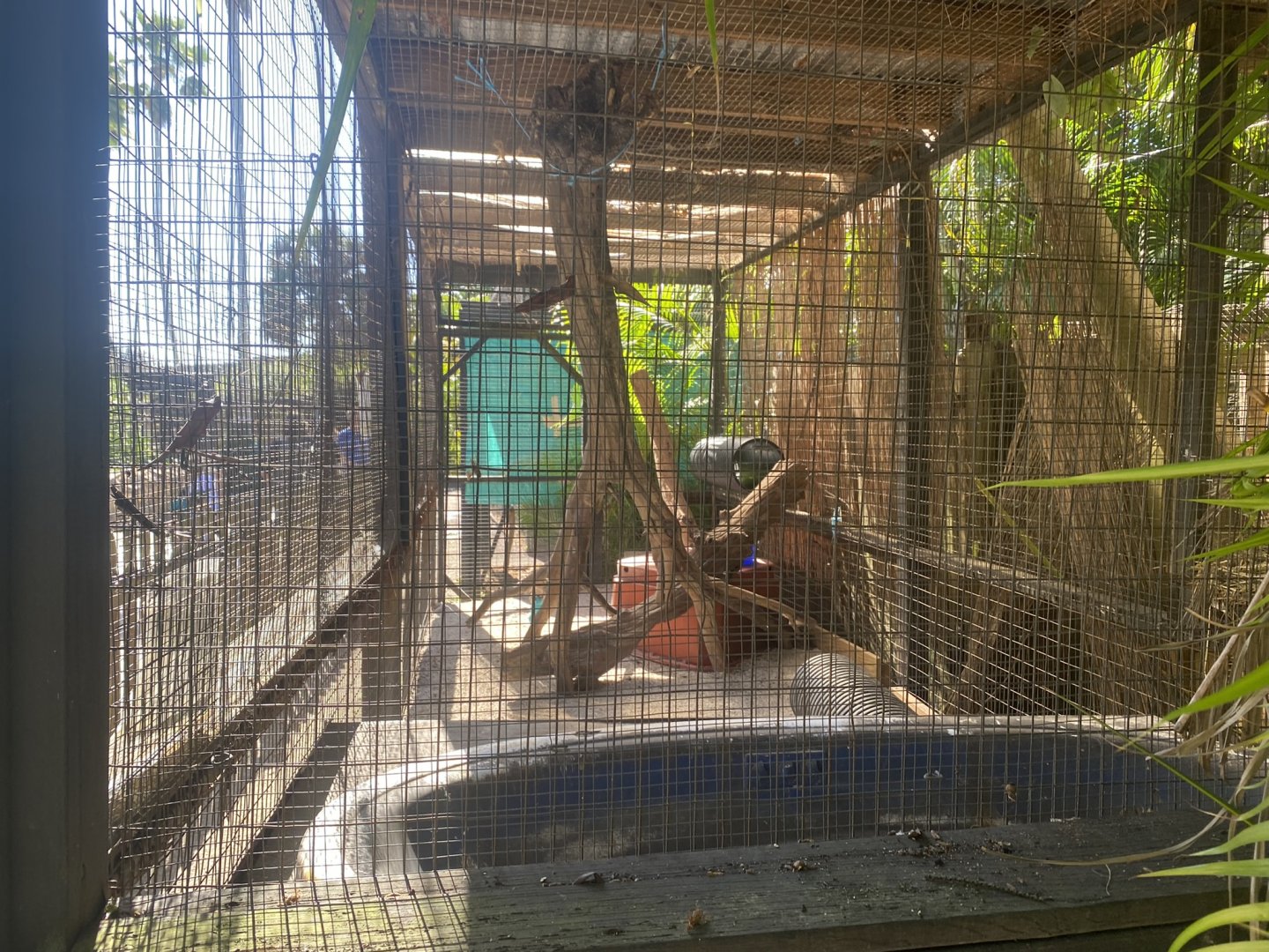 Common Palm Civet Exhibit