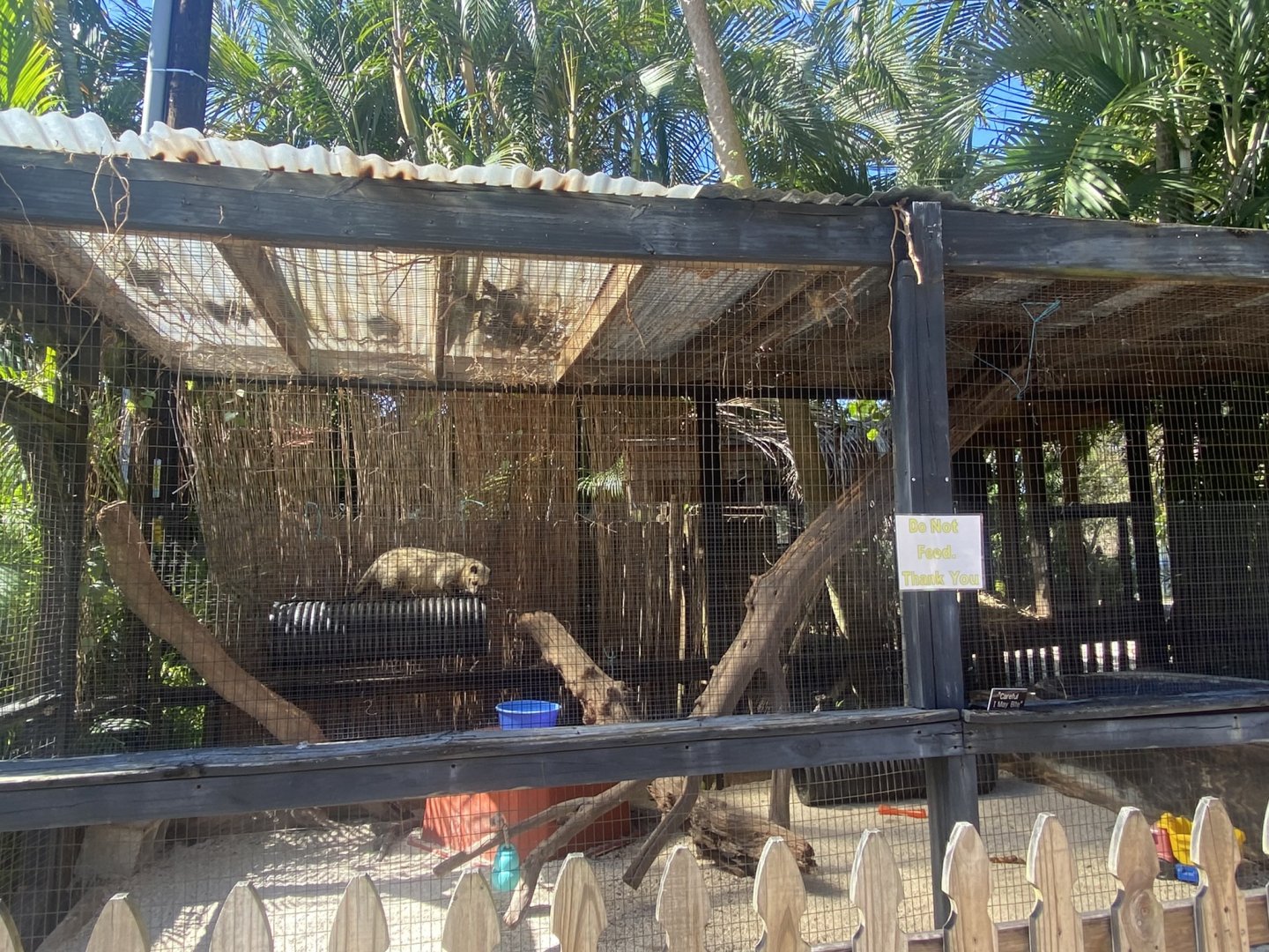 Common Palm Civet Exhibit