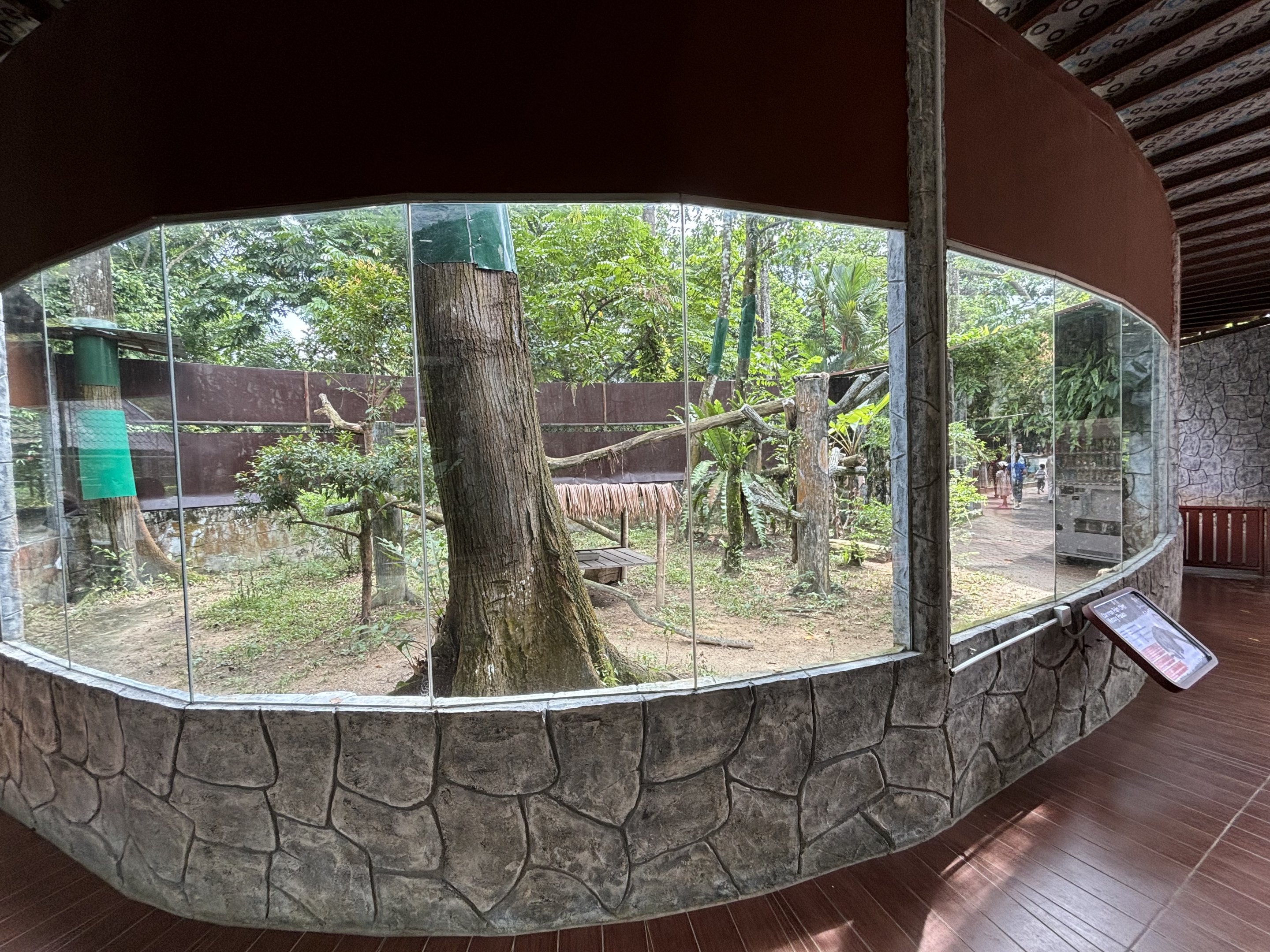 Common Palm Civet Exhibit