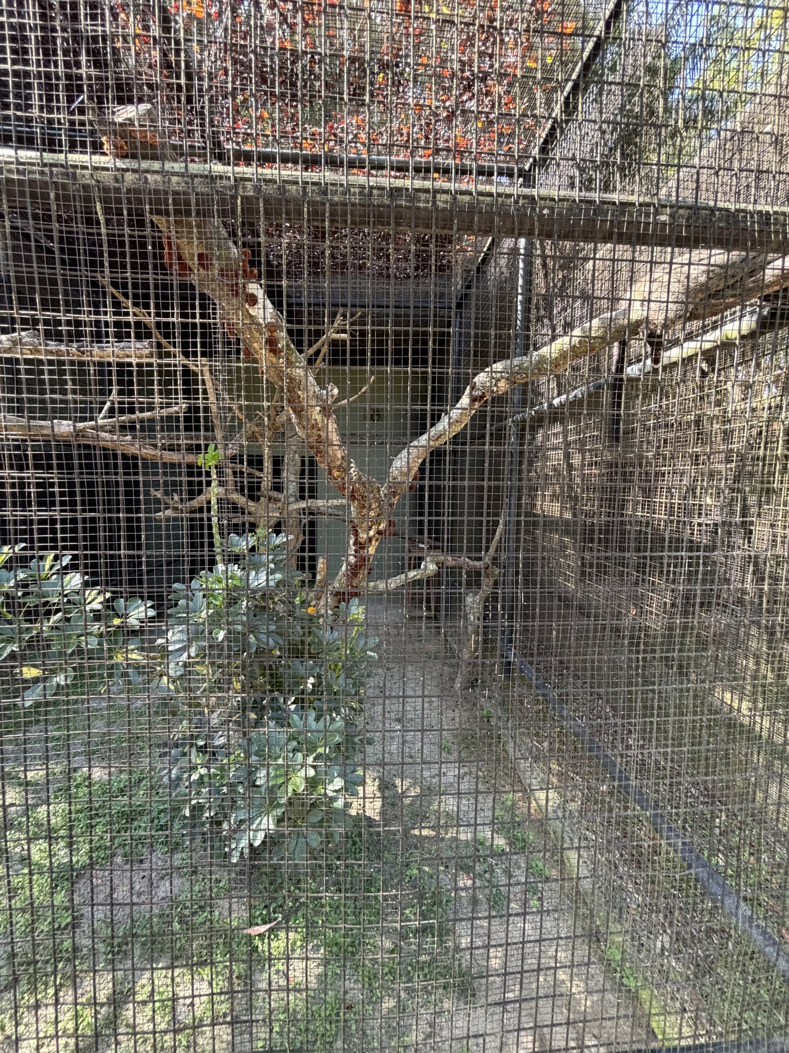 Common Palm Civet Exhibit