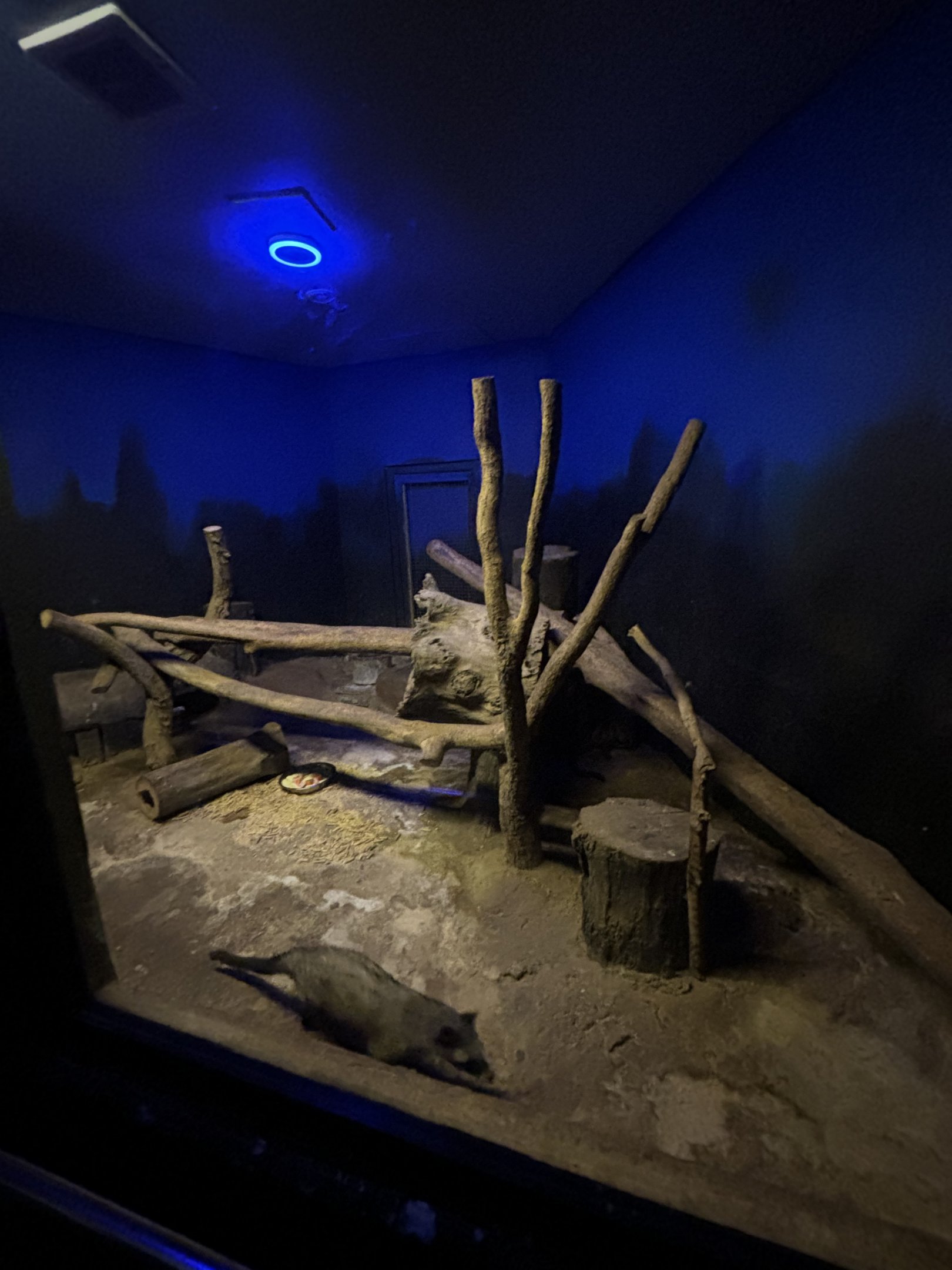 Common Palm Civet Exhibit