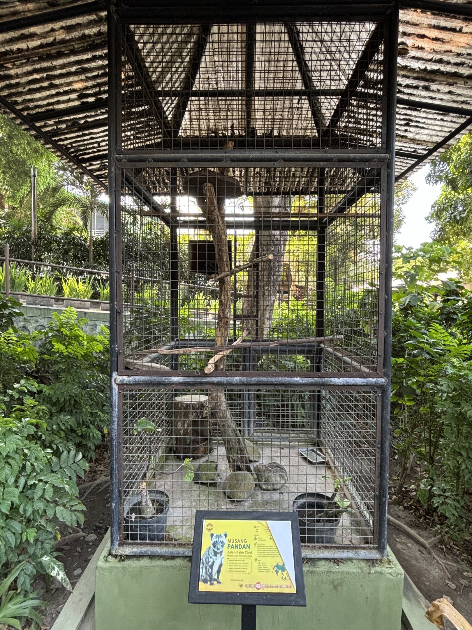 Common Palm Civet Exhibit