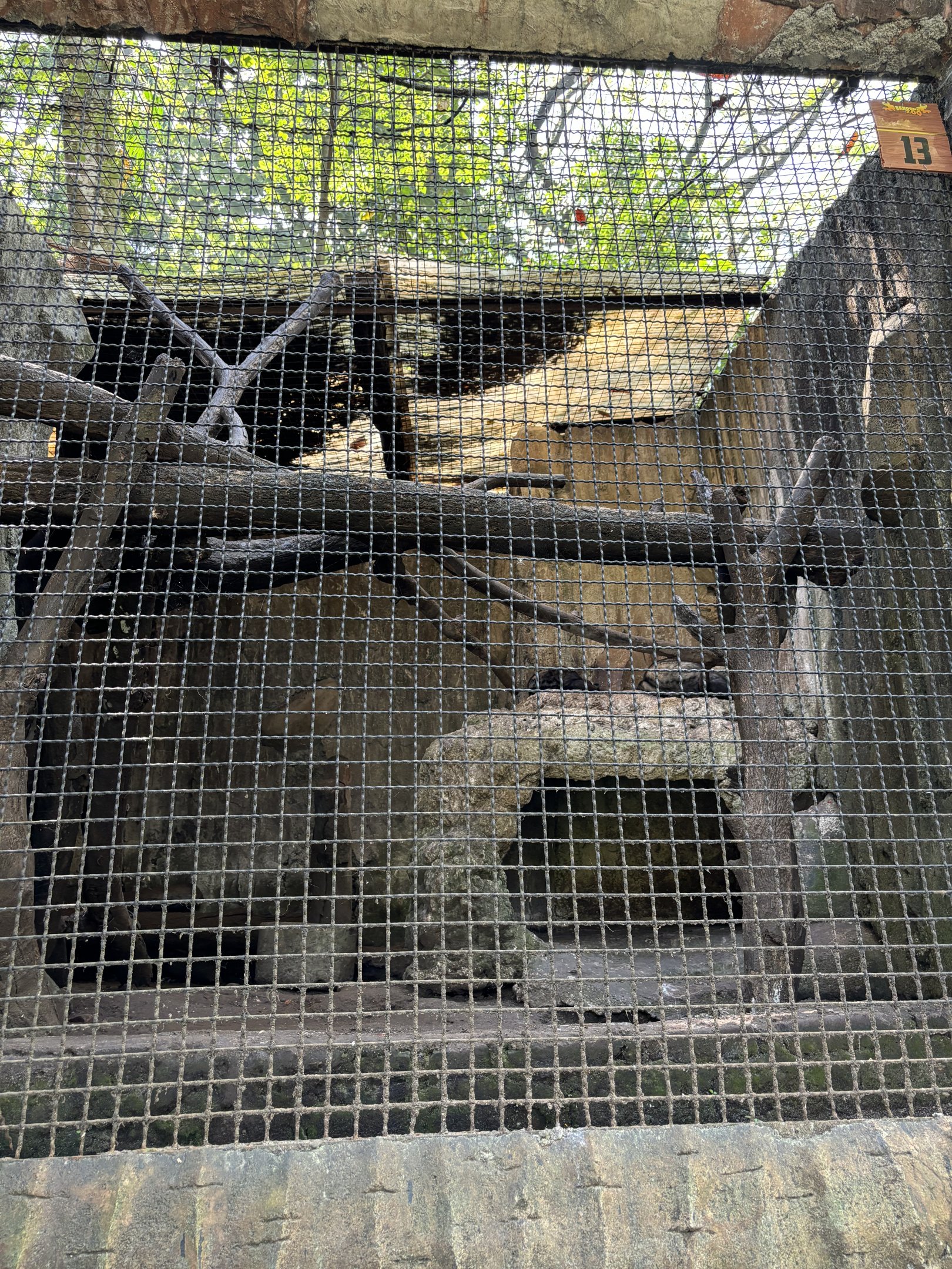 Common Palm Civet Exhibit