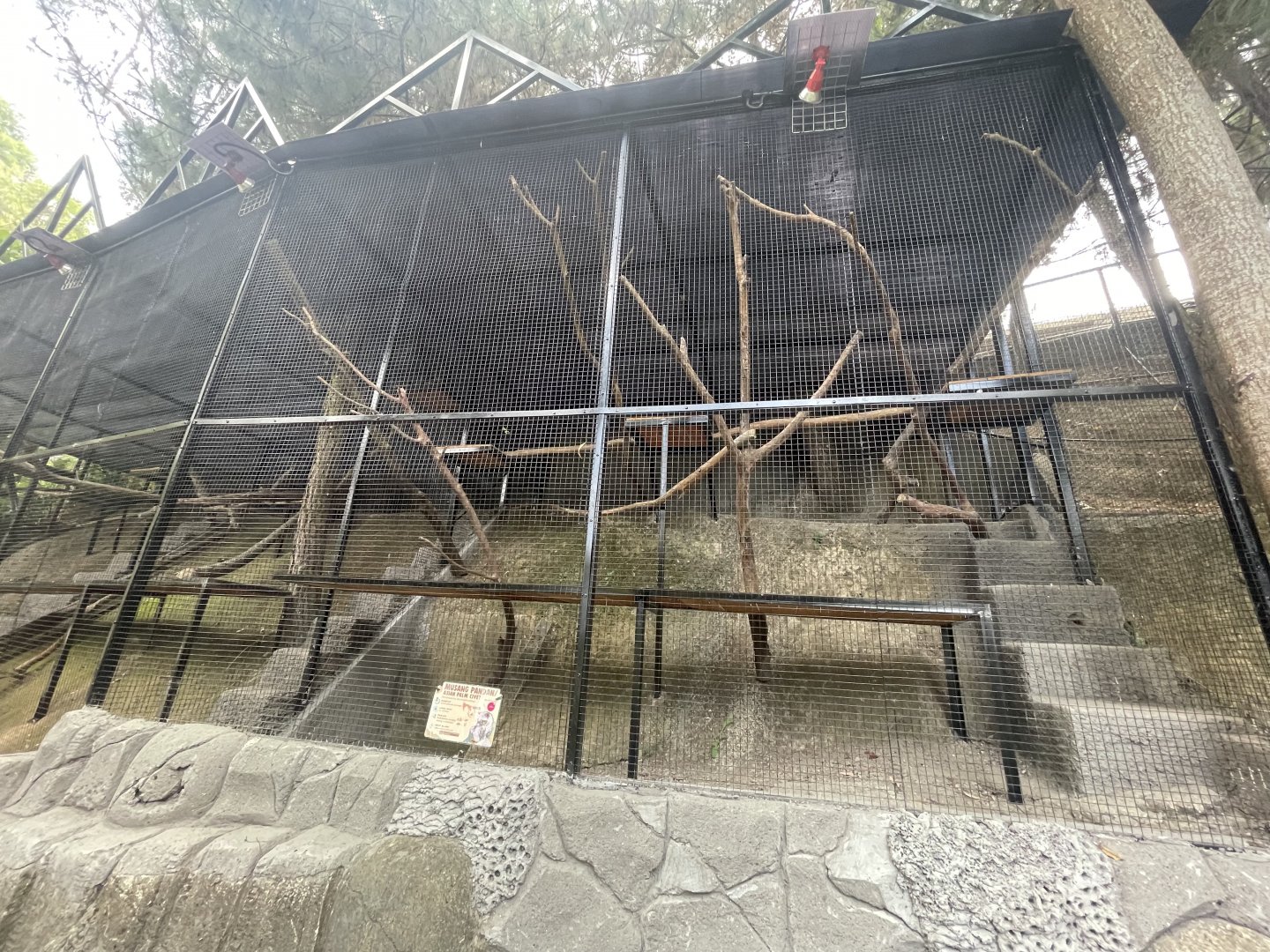 common palm civet exhibit