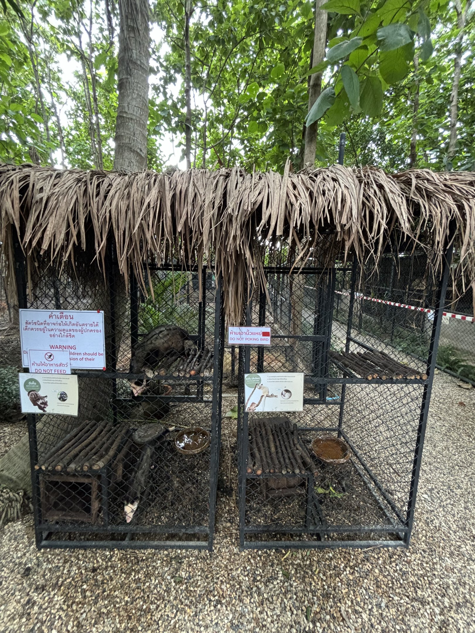 Common Palm Civet Exhibits - Lanna Mini Zoo