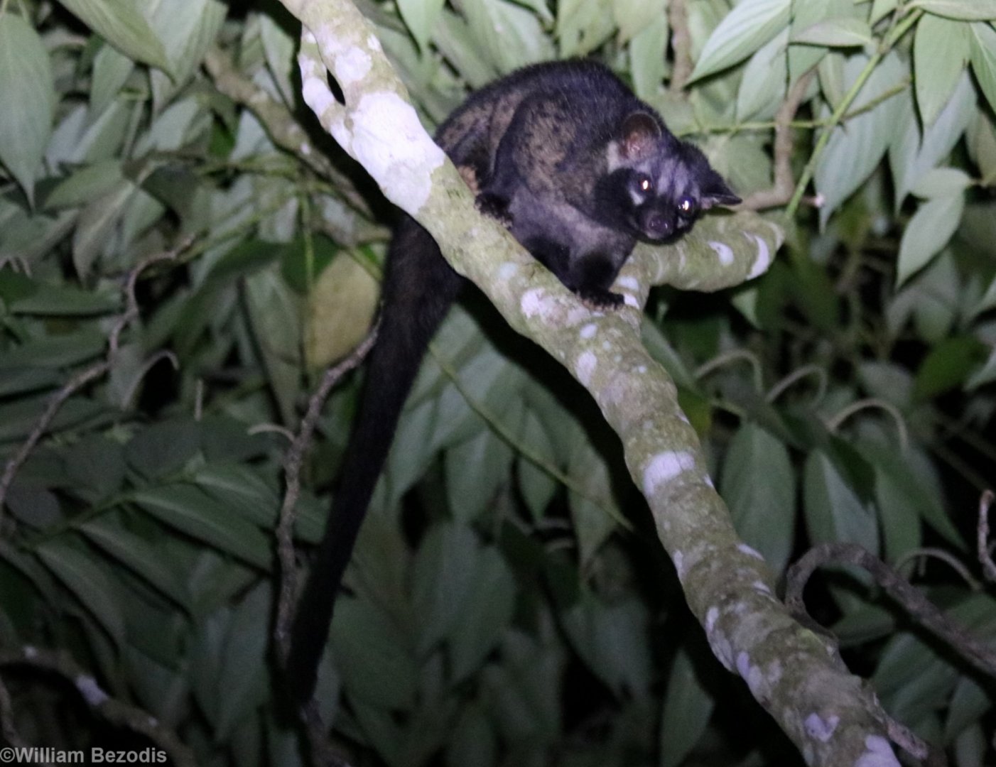 Common Palm Civet - Fraser's Hill