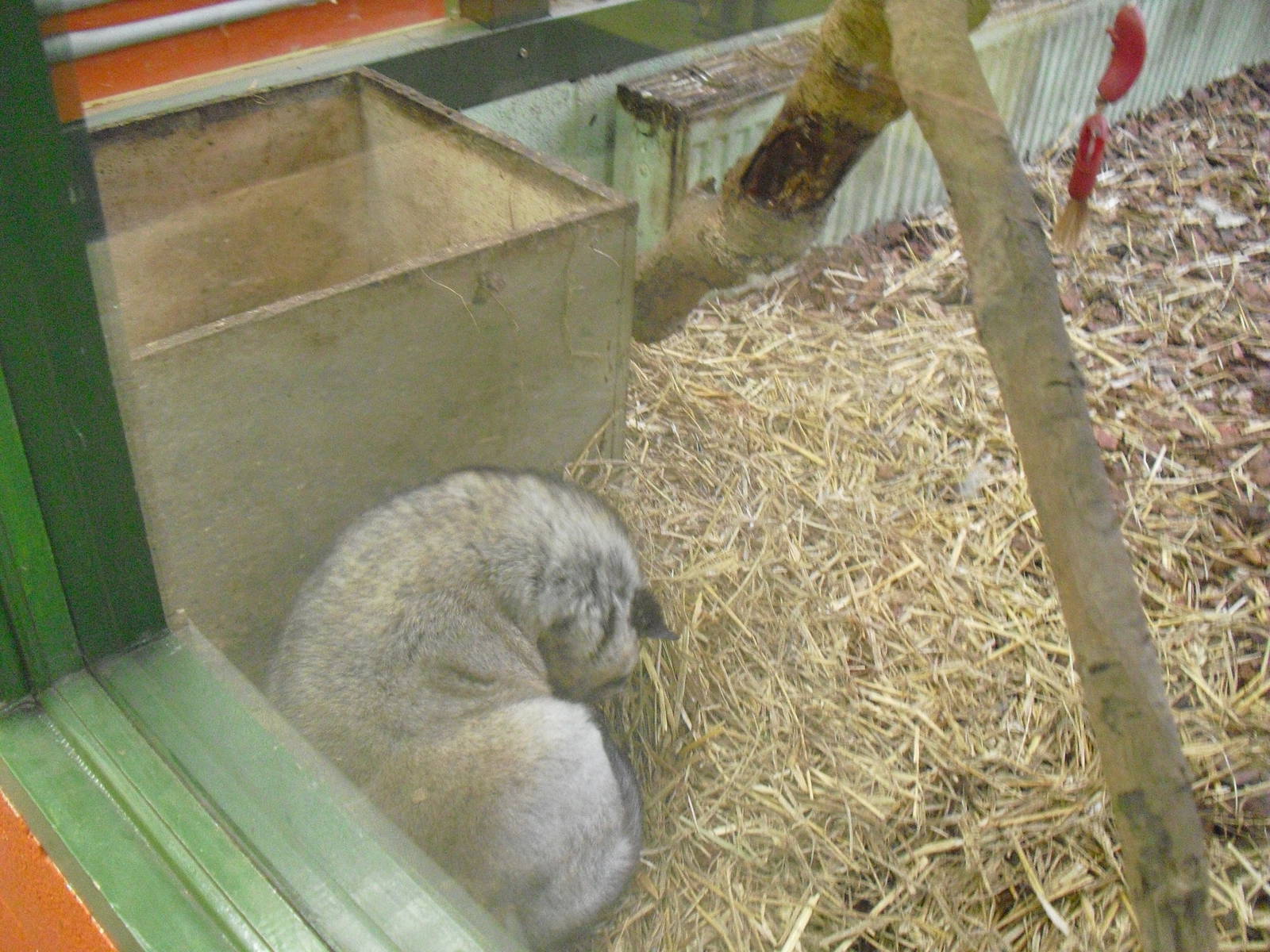 Common Palm Civet (I think?) - 16/10/2011