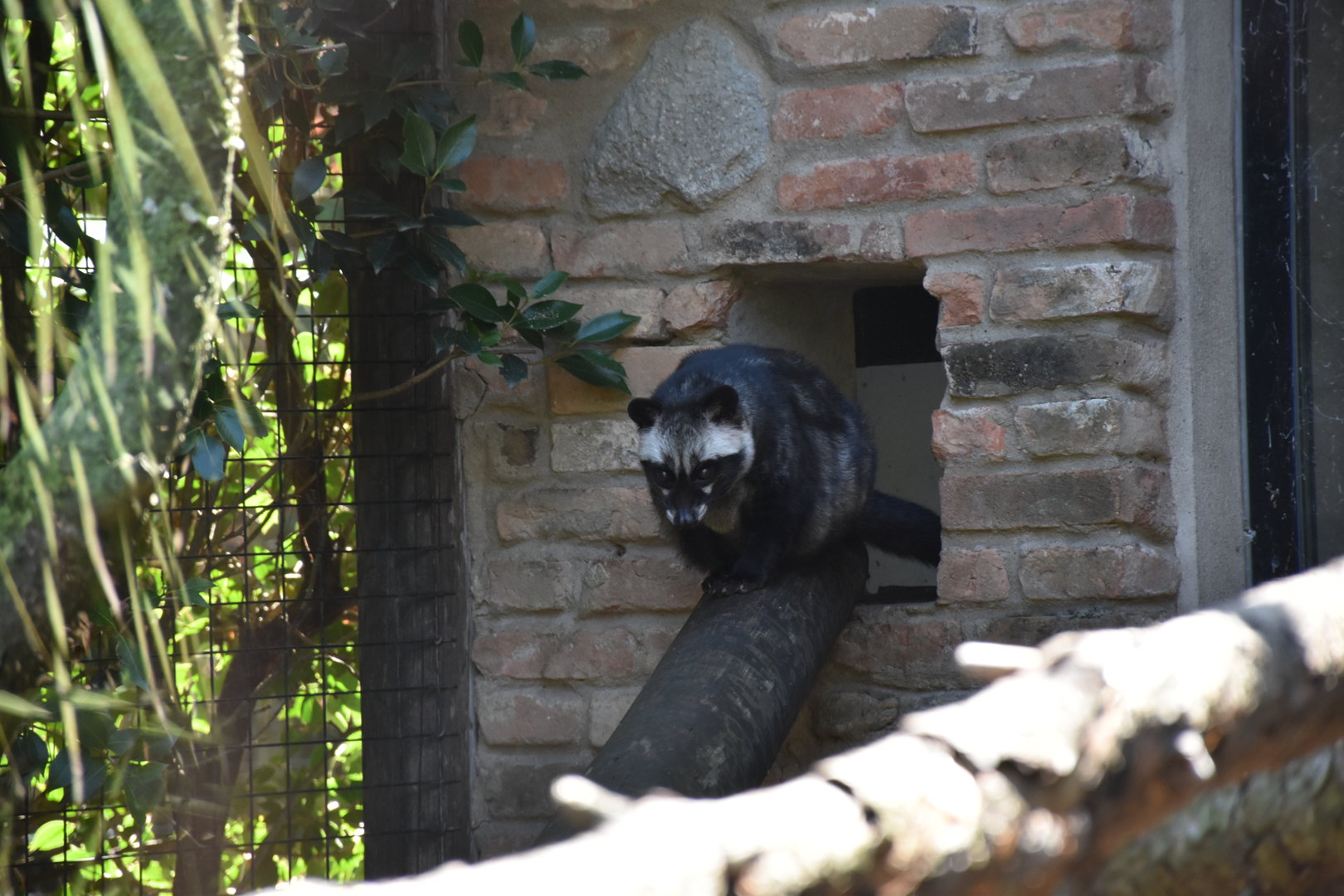 Common palm civet (labelled as an African Civet)