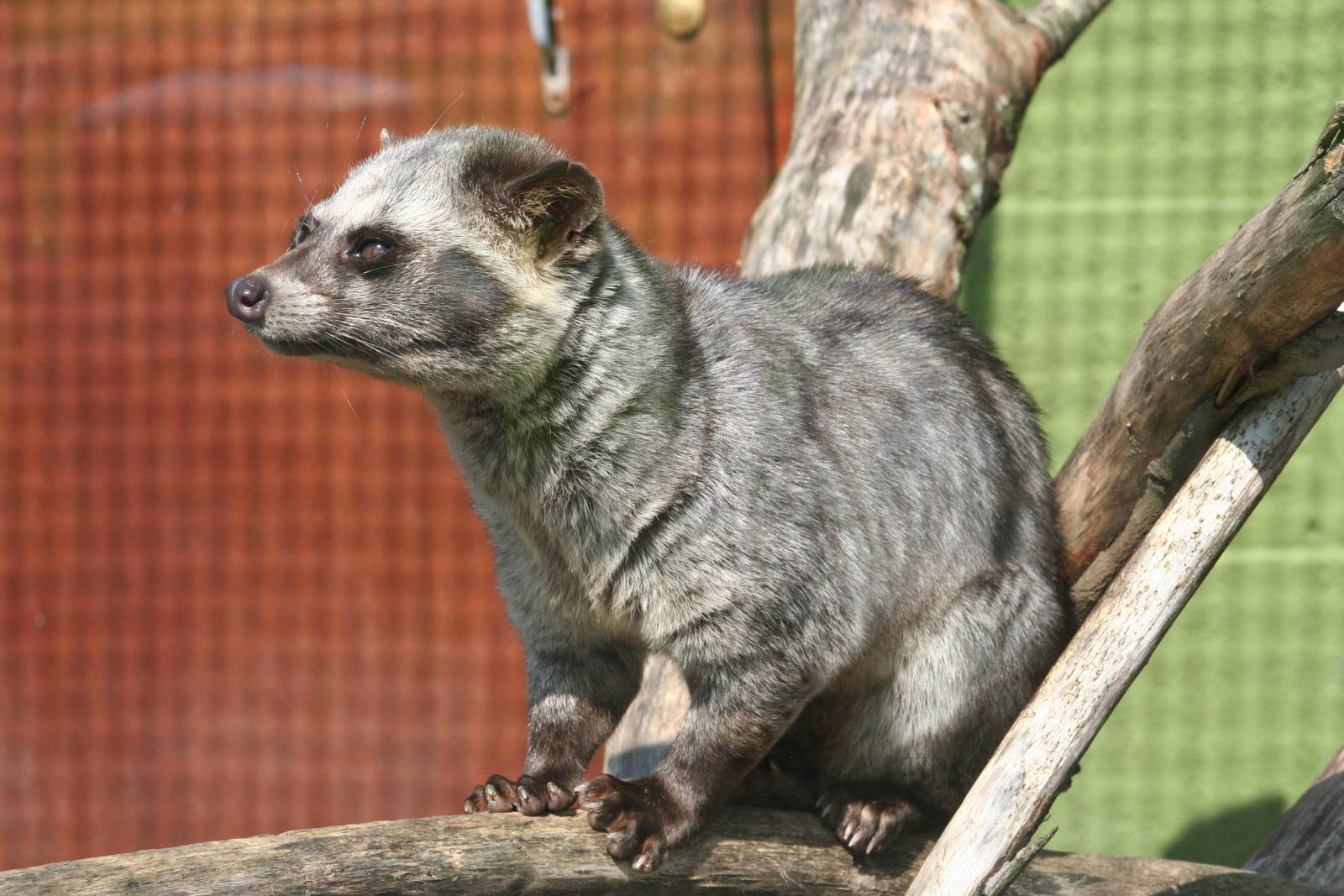 Common Palm Civet @ Lake District Wildlife Park; 31.05.2014