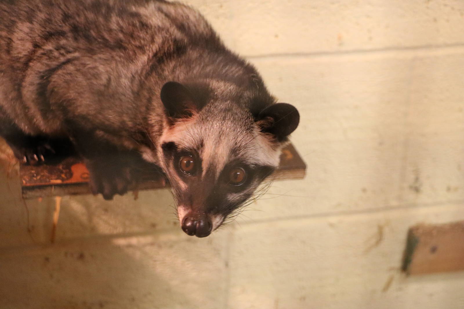Common palm civet - Matlock Farm Park, September 2015