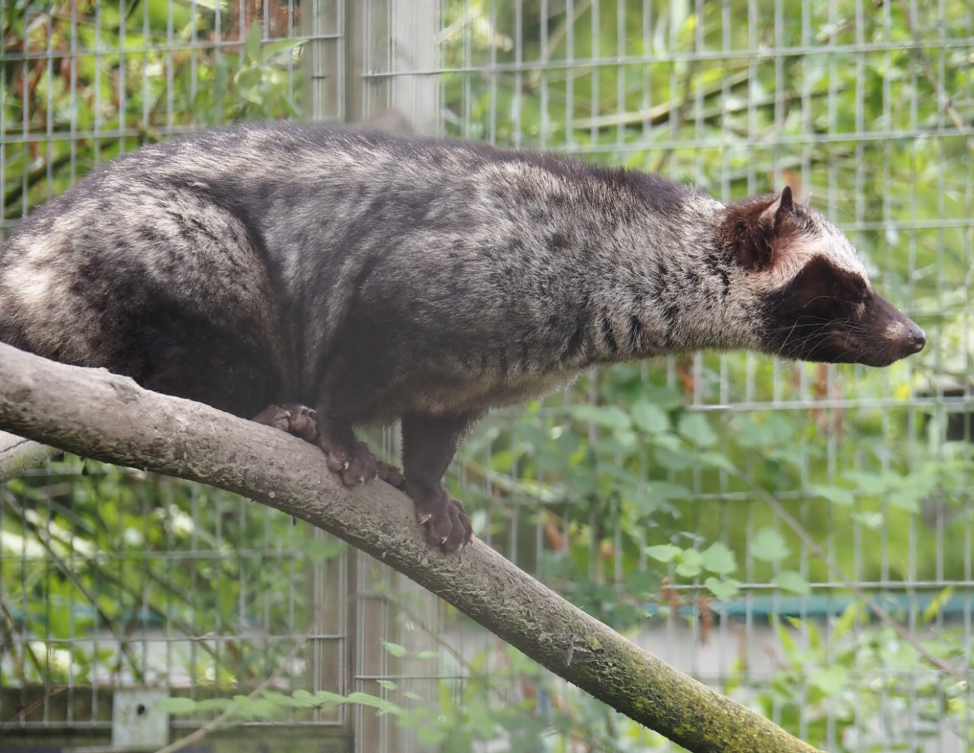 Common palm civet  (Paradoxurus hermaphroditus), 2024-05-11