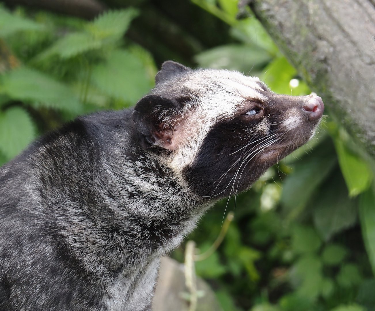 Common palm civet  (Paradoxurus hermaphroditus), 2024-05-11
