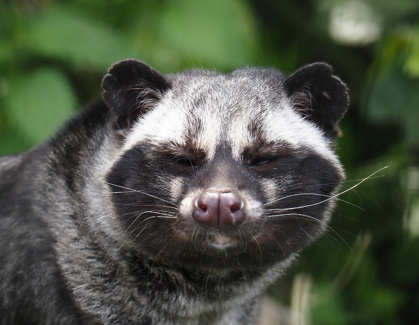 Common palm civet  (Paradoxurus hermaphroditus), 2024-05-11