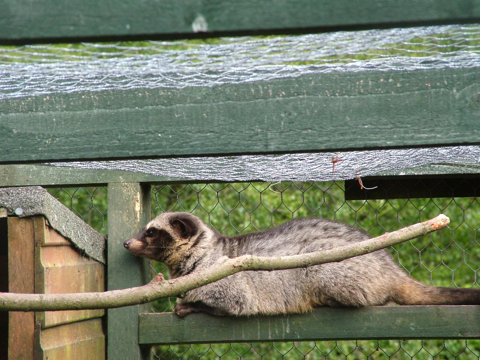 Common Palm Civet (Paradoxurus hermaphroditus) at Five Sisters Zoo Park 200