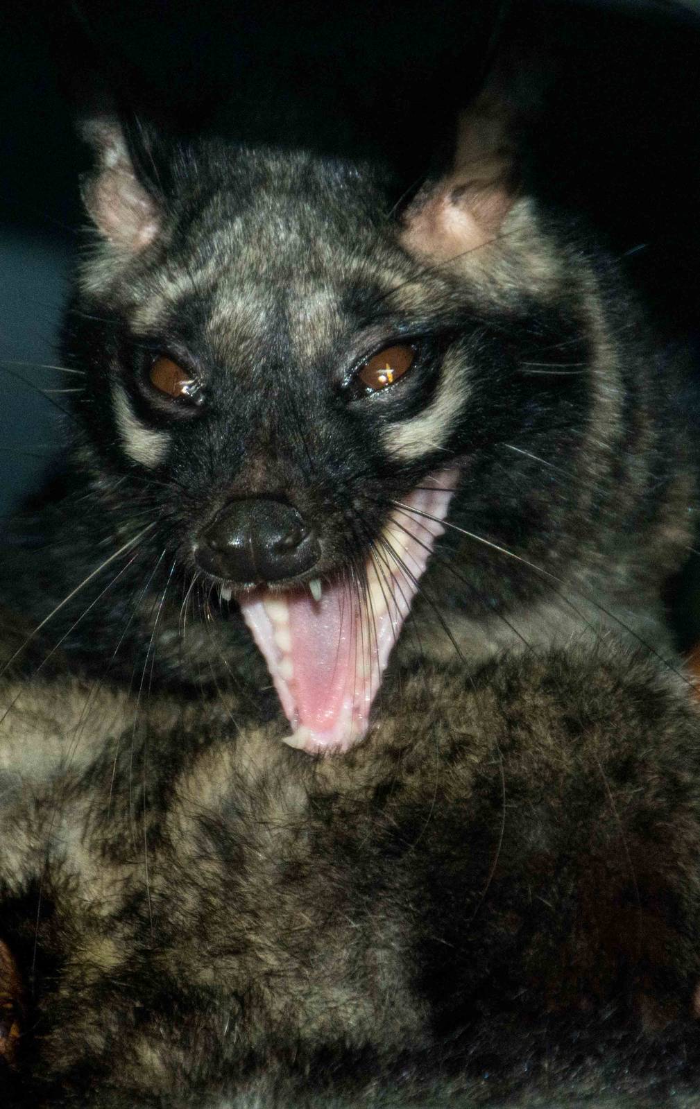 Common Palm Civet -Paradoxurus Hermaphroditus - Pata Zoo 2014