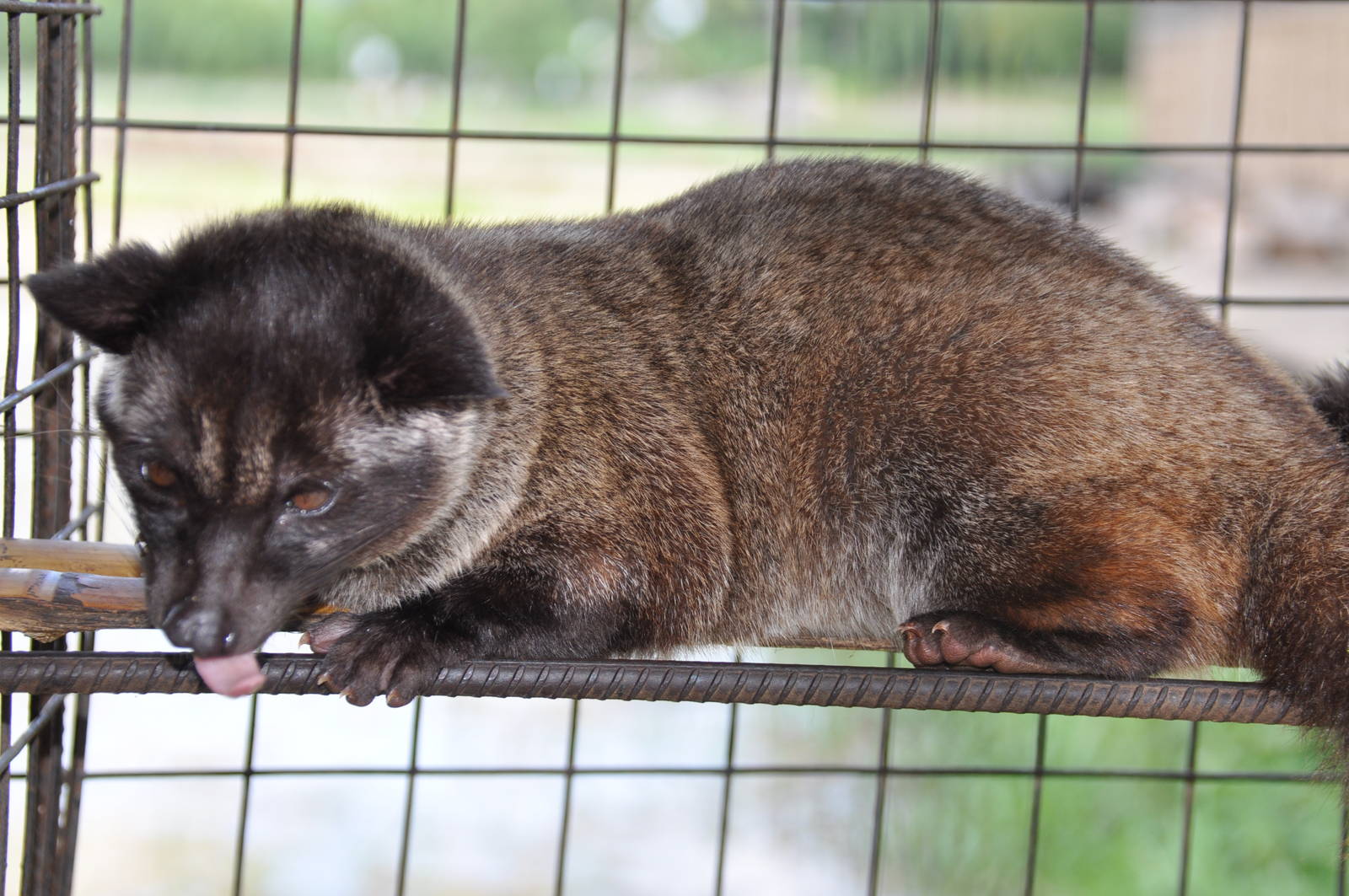 Common palm civet/ Paradoxurus hermaphroditus philippinensis