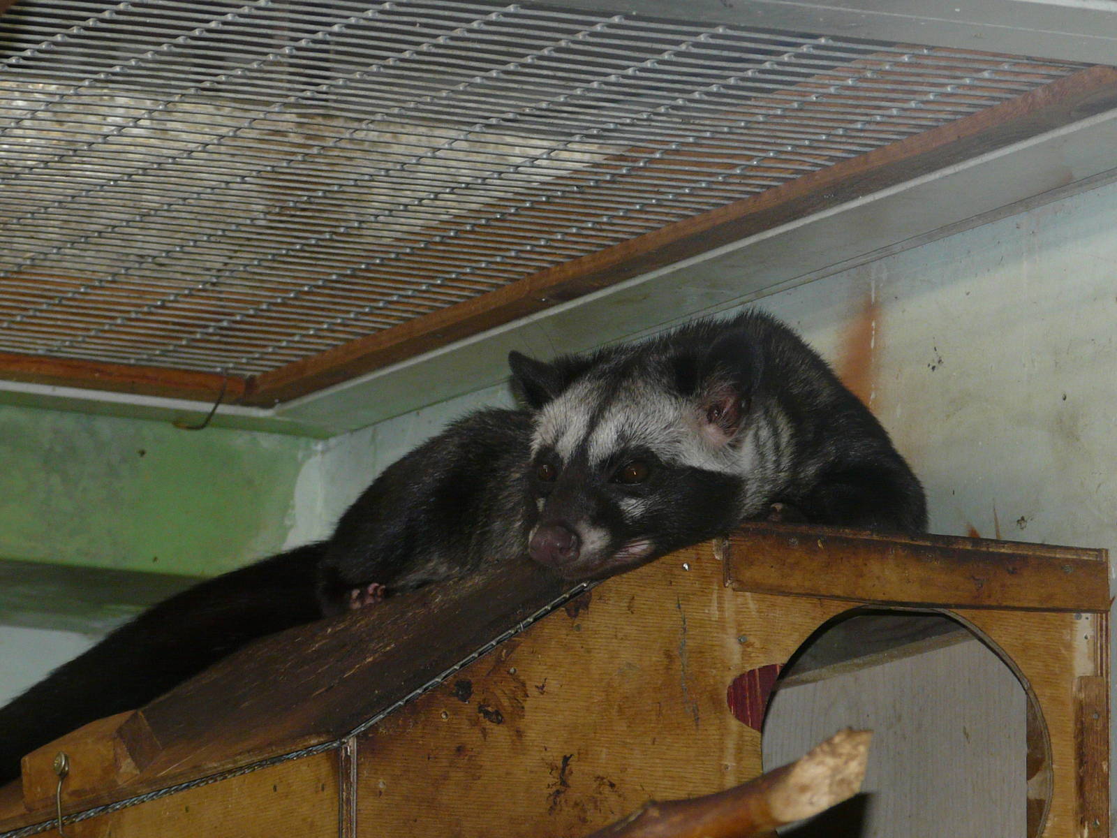 Common palm civet/ Paradoxurus hermaphroditus