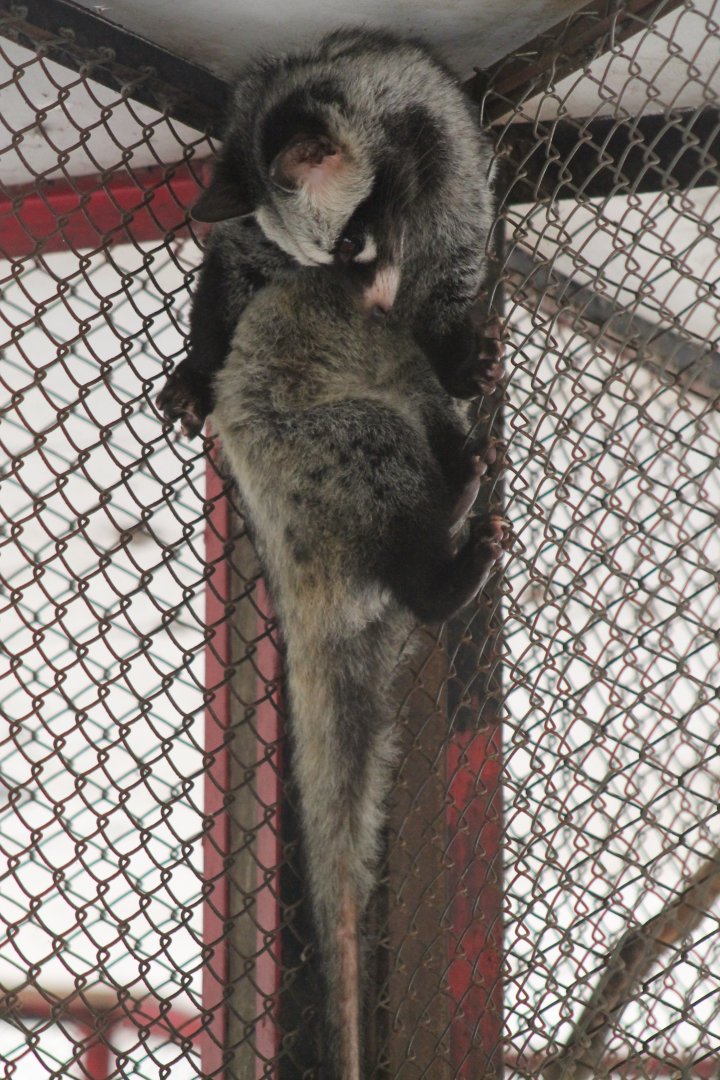 Common Palm Civet (Paradoxurus hermaphroditus)