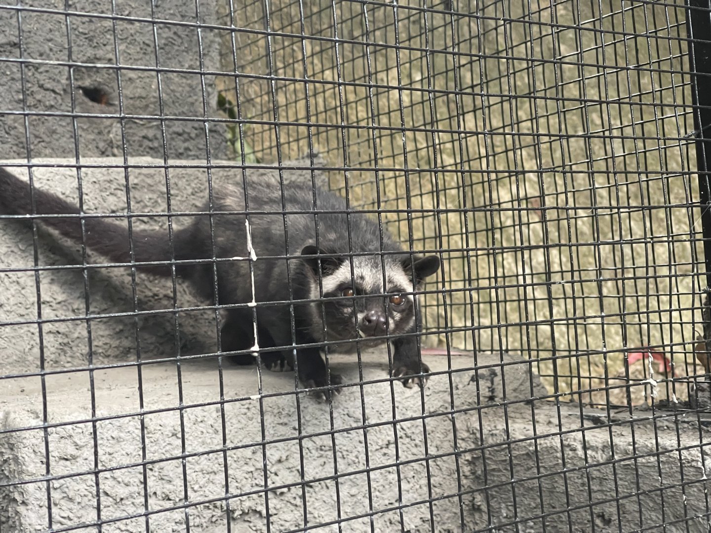 common palm civet (paradoxurus hermaphroditus)