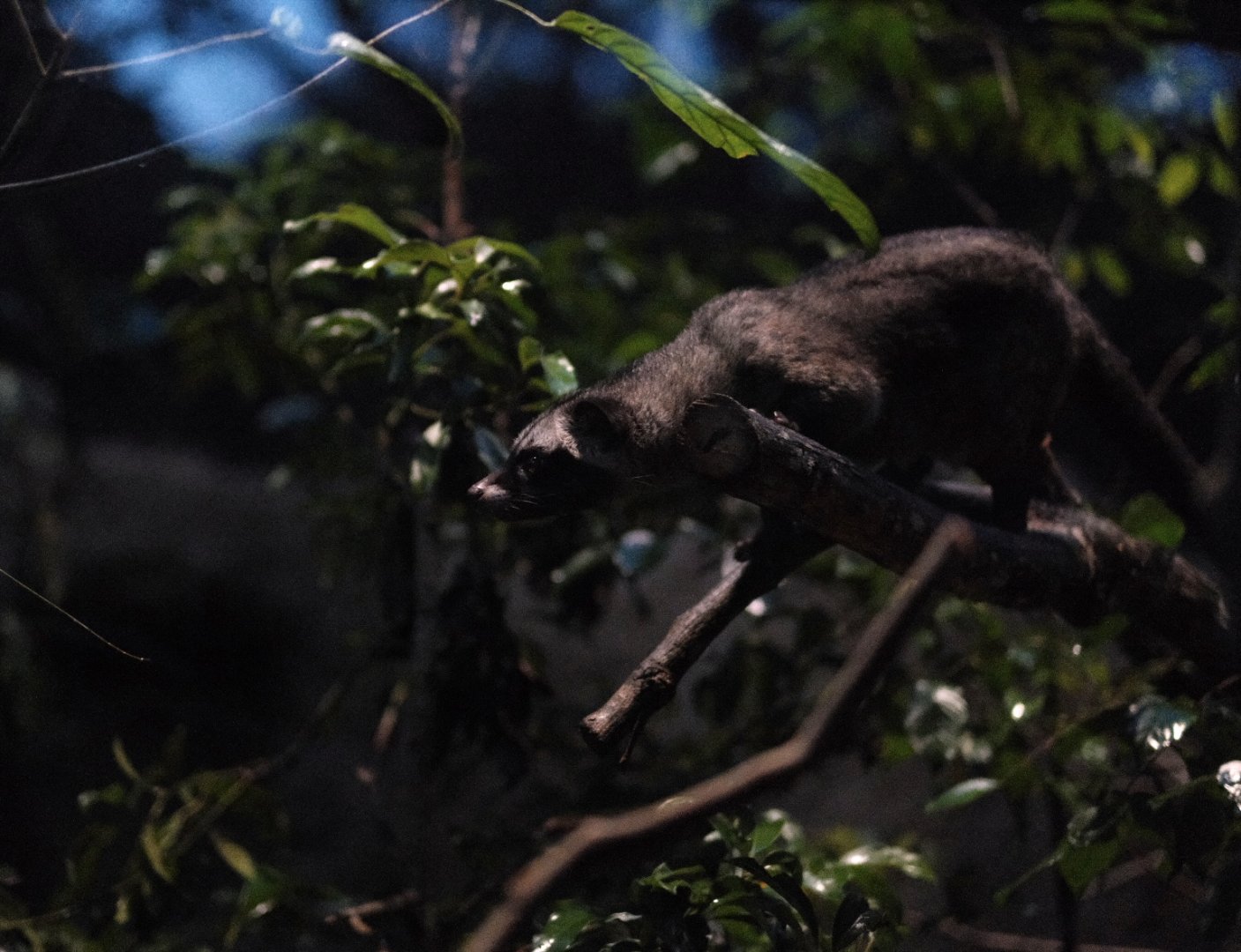 Common Palm Civet (Paradoxurus musangus)