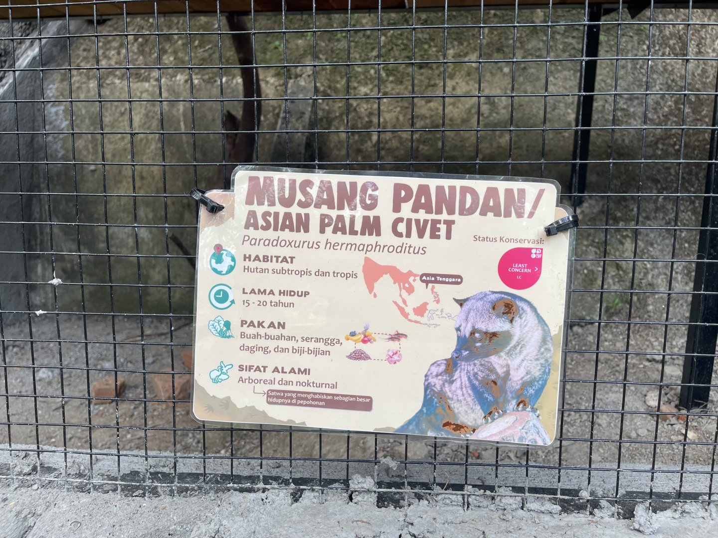 common palm civet signage