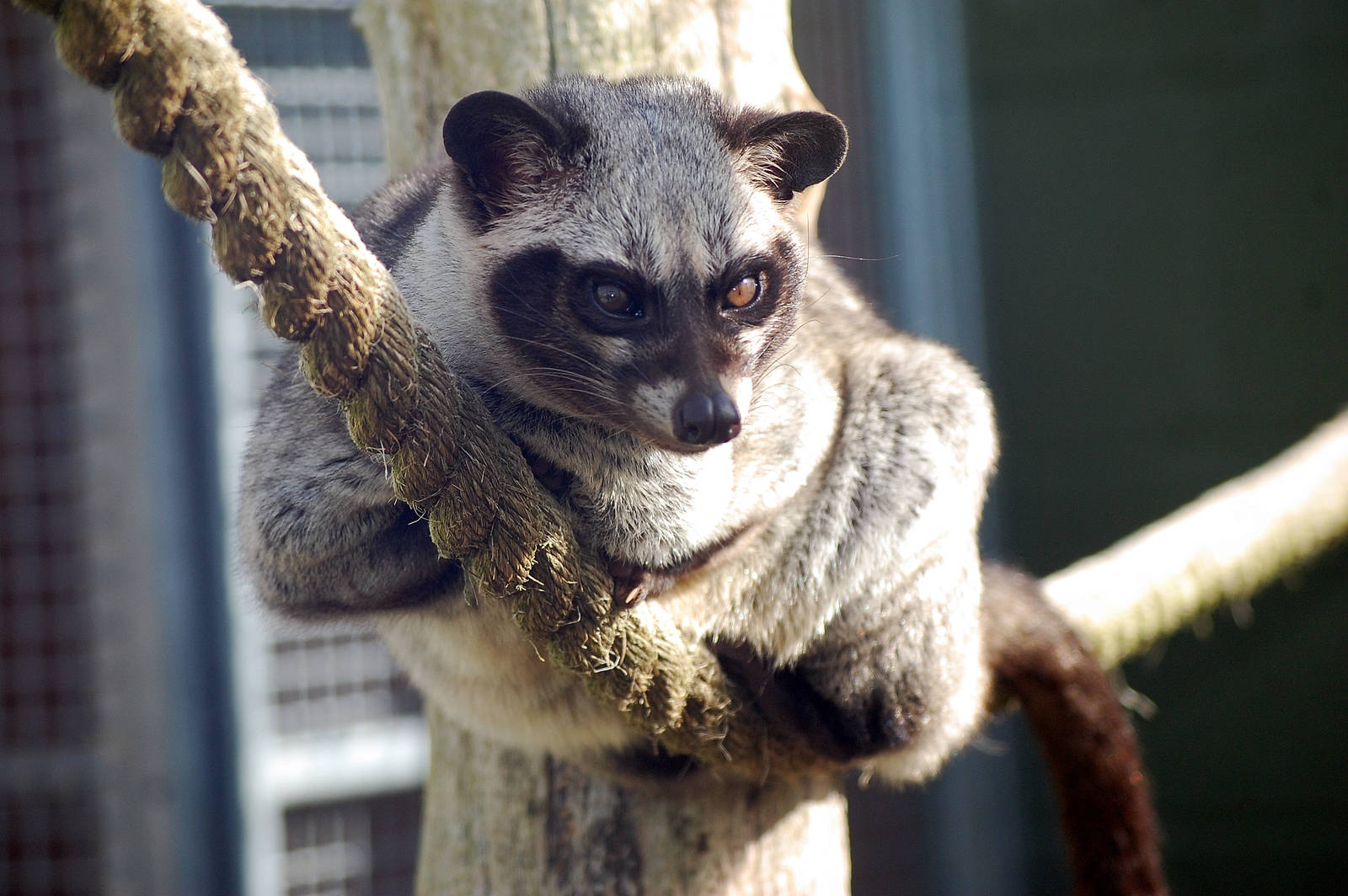 Common Palm Civet